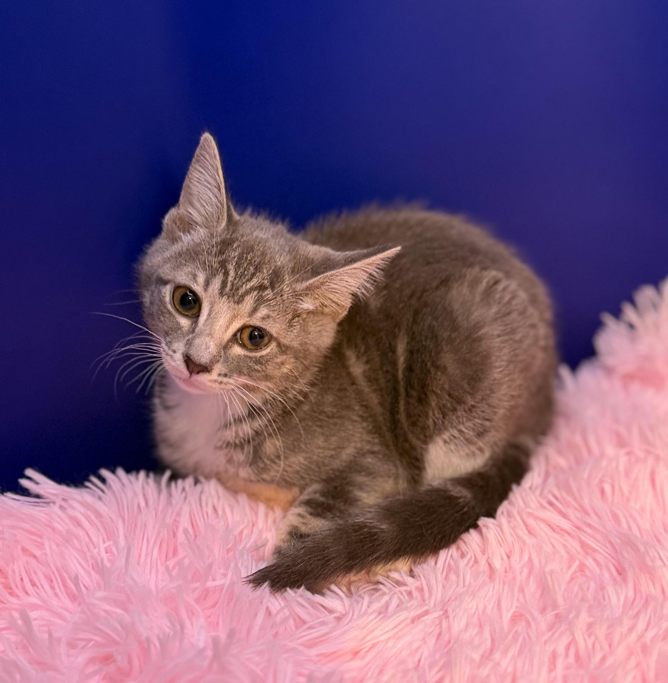 Tumbledore, Adoptable, Kitten Female Domestic Short Hair & Tabby.