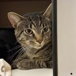 Enlarge Lucas, a Adoptable Domestic Short Hair in Hilliard, OH image 1/1