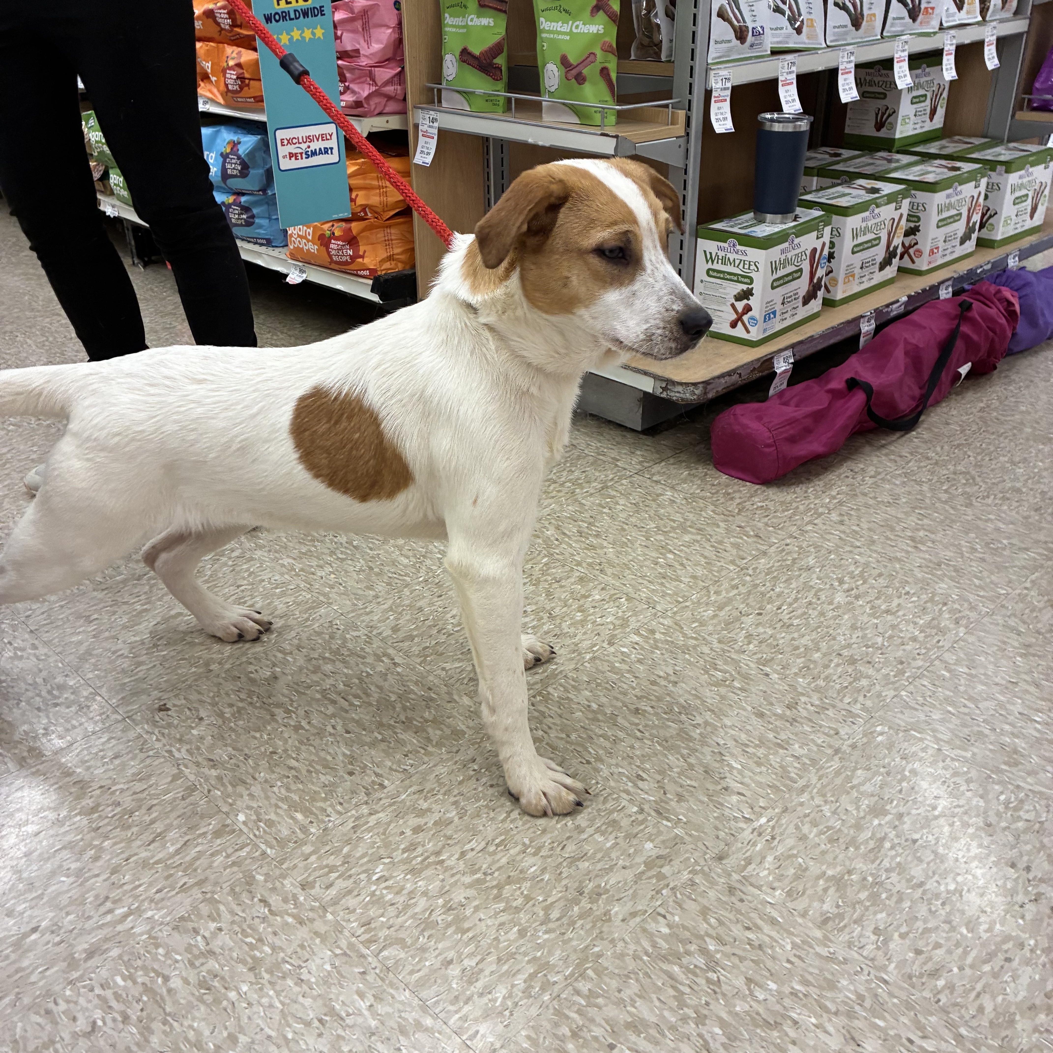 Winston and Wilma, adoptable heeler
