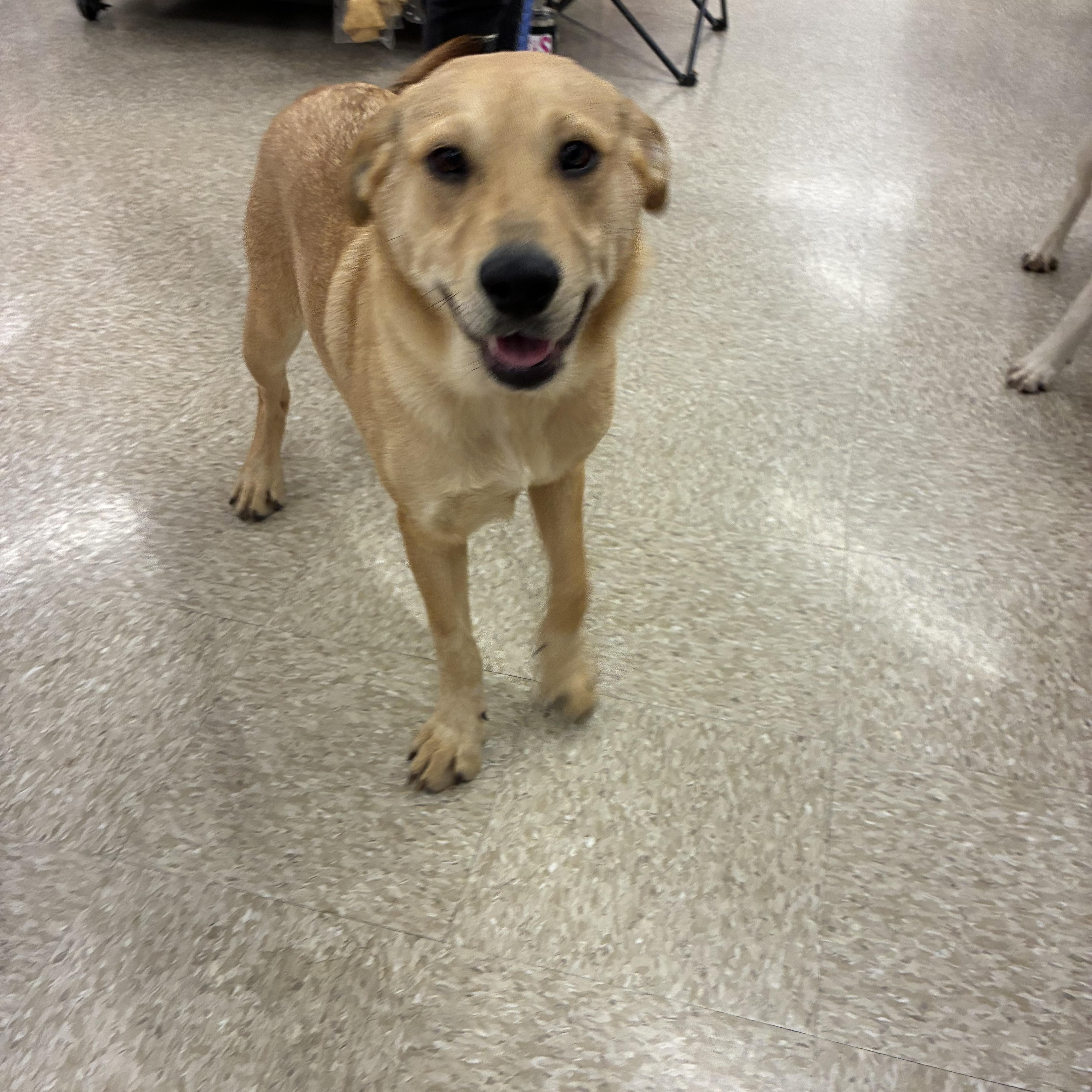 Enlarge Winston and Wilma, a Adoptable mixed breed in Plano, TX image 3/3