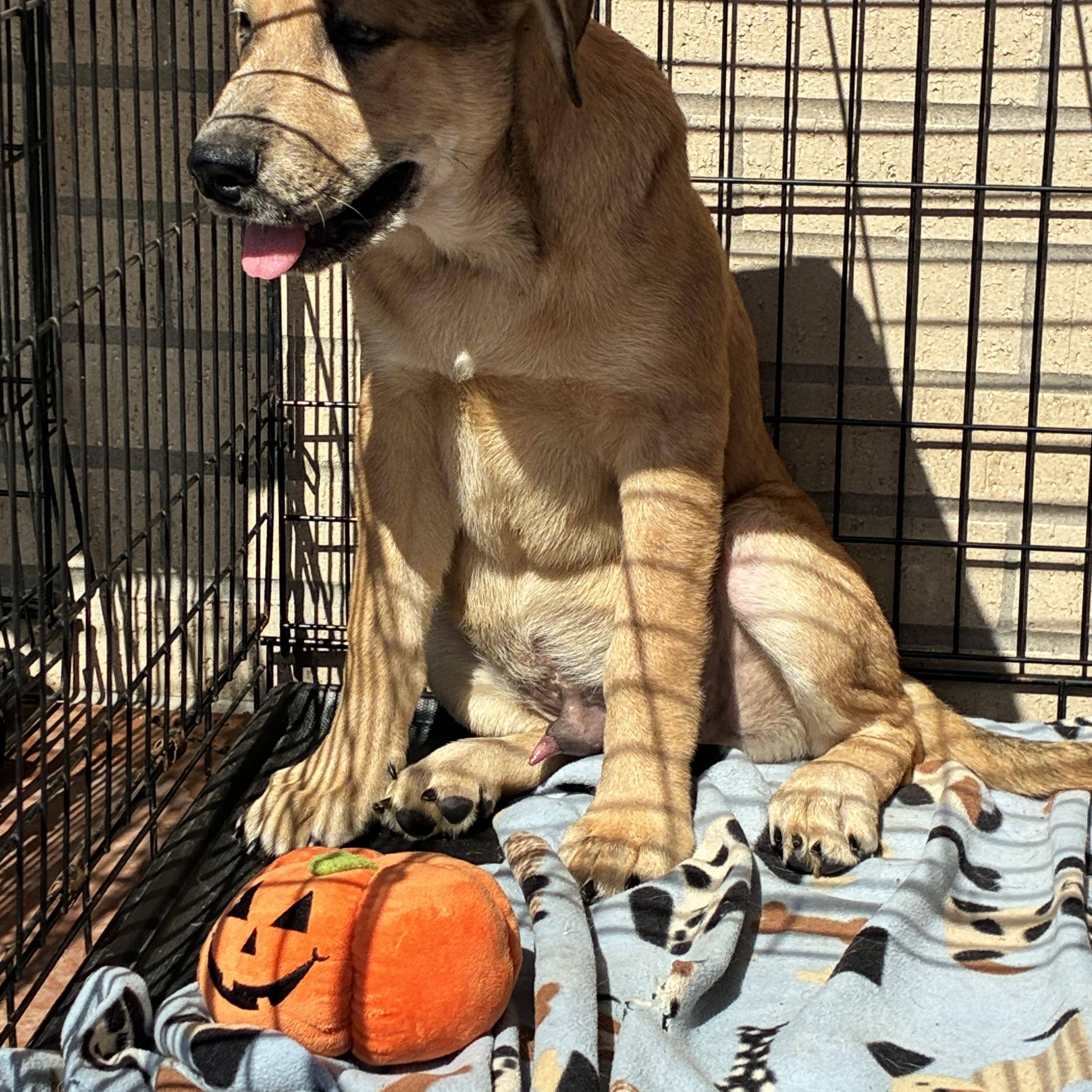 Enlarge Winston and Wilma, a Adoptable mixed breed in Plano, TX image 1/3