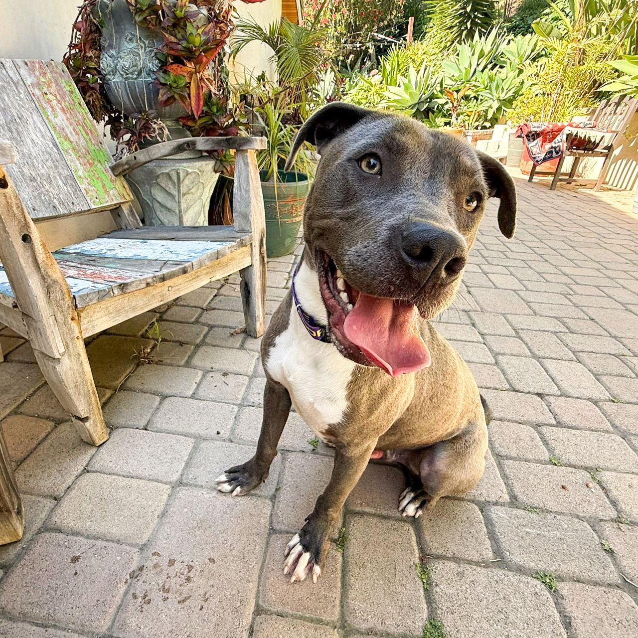 Scottie, Adoptable, Adult Male Staffordshire Bull Terrier & Labrador Retriever.