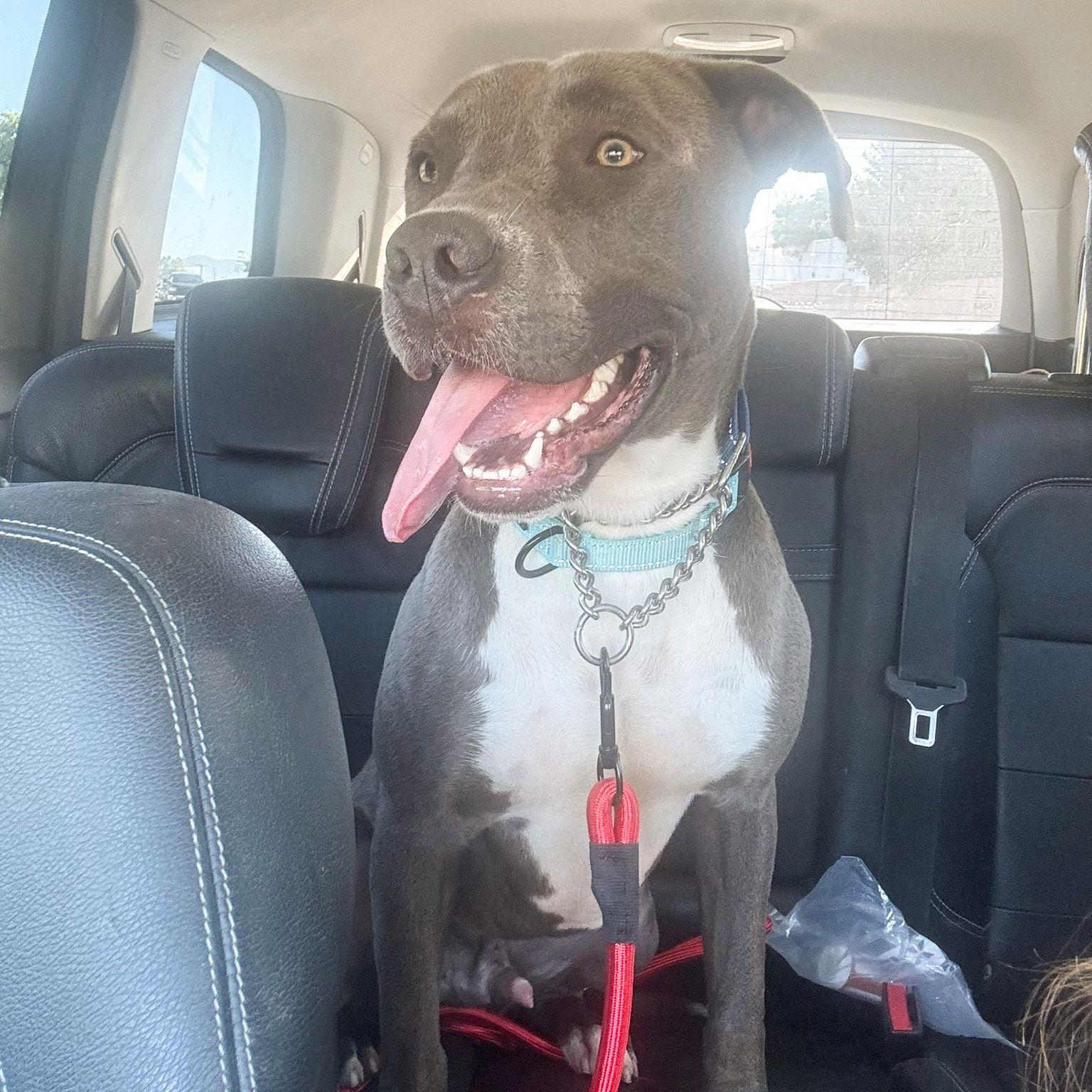 Scottie, a Adoptable mixed breed in San Juan Capistrano, CA image 2/3