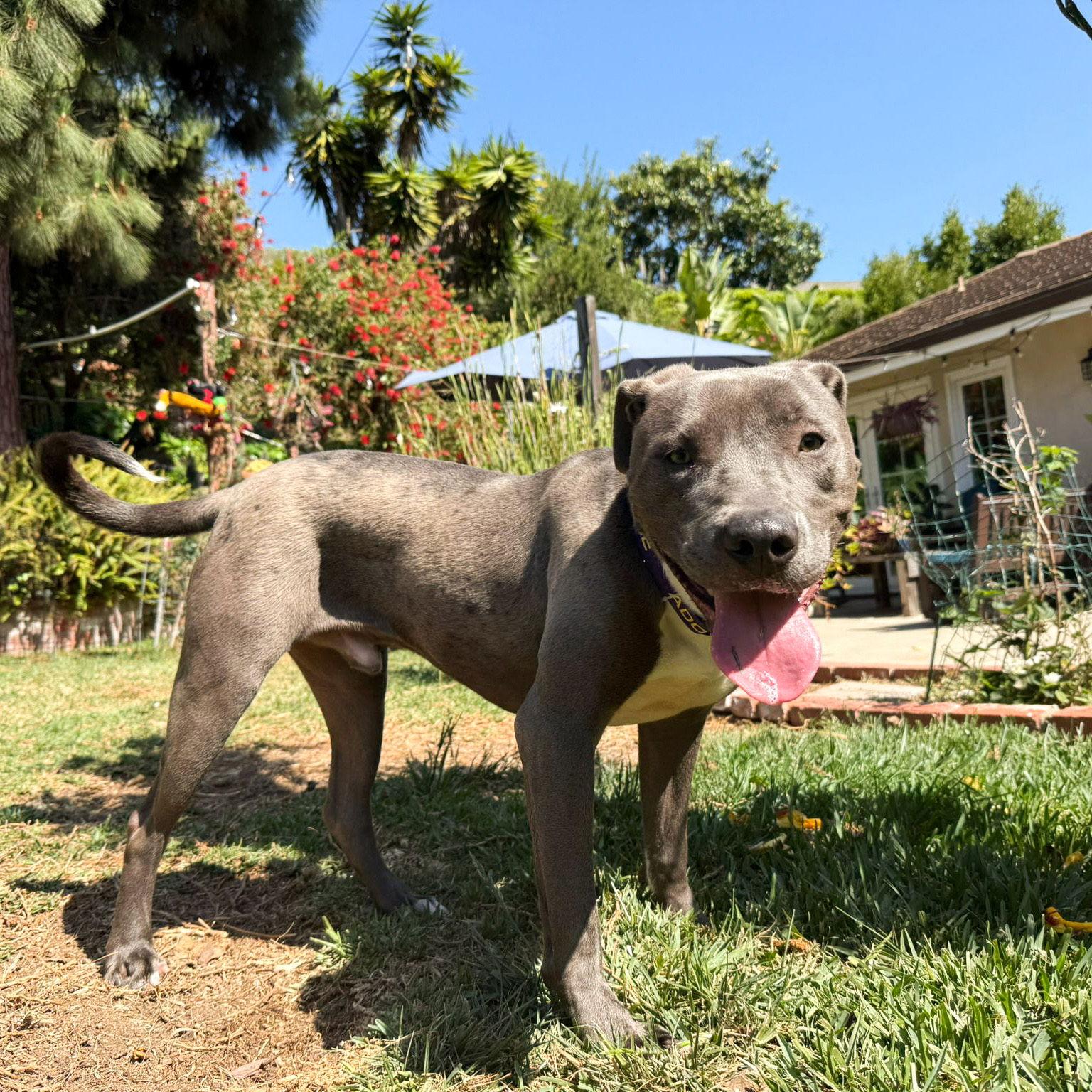 Scottie, a Adoptable mixed breed in San Juan Capistrano, CA image 3/3