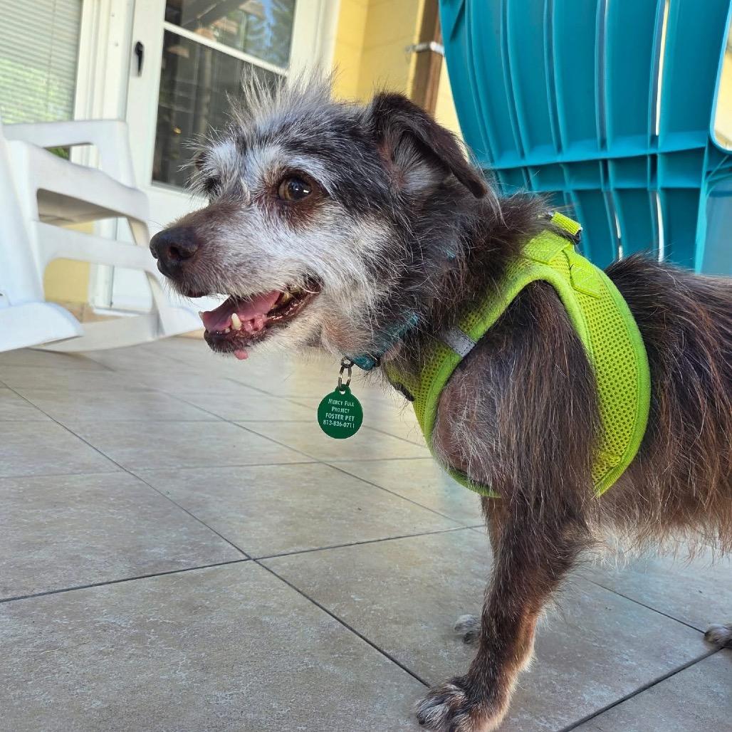 Romeo, Adoptable, Senior Male Wirehaired Terrier.