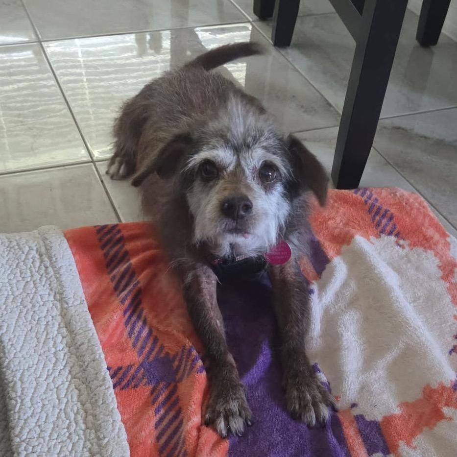 Enlarge Romeo, a Adoptable Wirehaired Terrier in Tampa, FL image 2/5