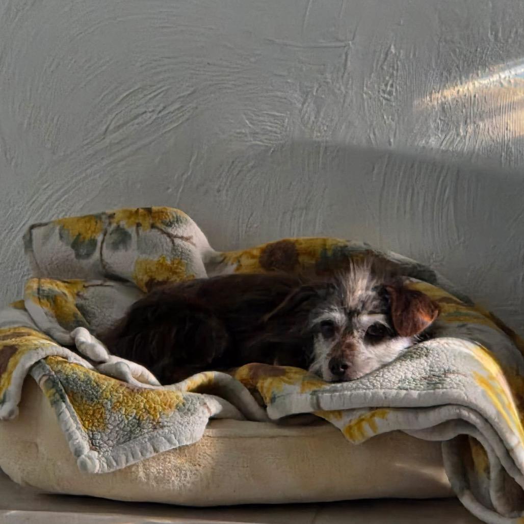 Enlarge Romeo, a Adoptable Wirehaired Terrier in Tampa, FL image 3/5