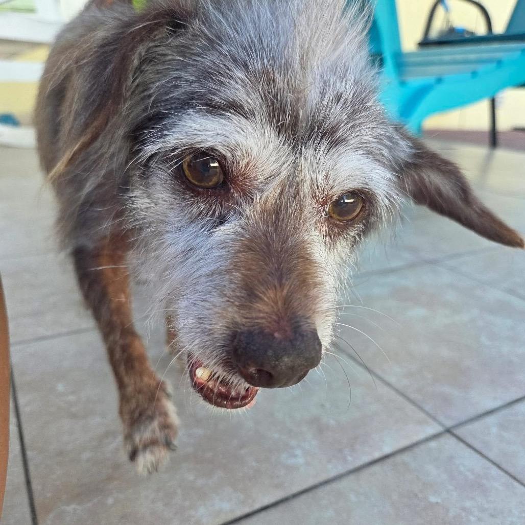 Enlarge Romeo, a Adoptable Wirehaired Terrier in Tampa, FL image 4/5