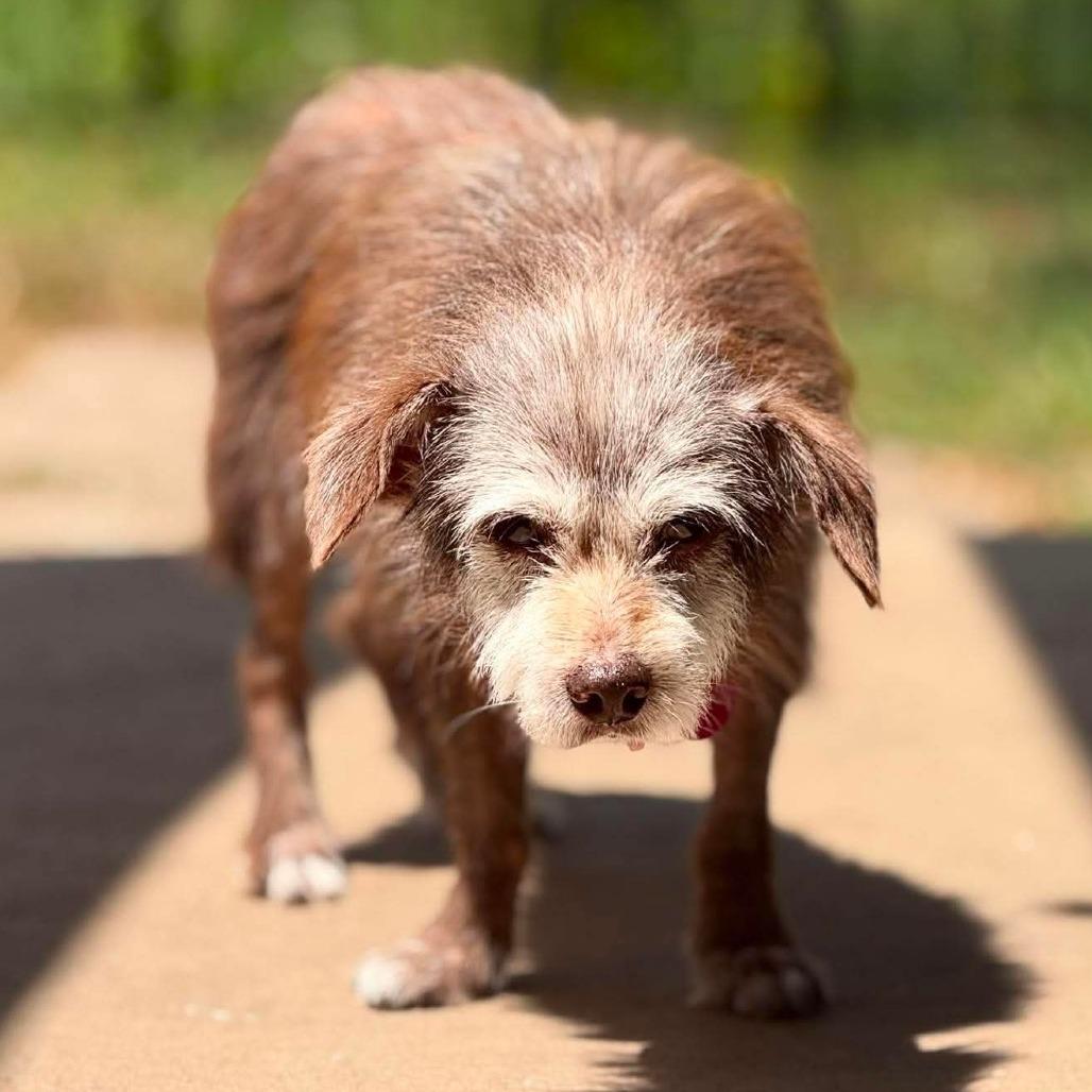 Enlarge Romeo, a Adoptable Wirehaired Terrier in Tampa, FL image 5/5