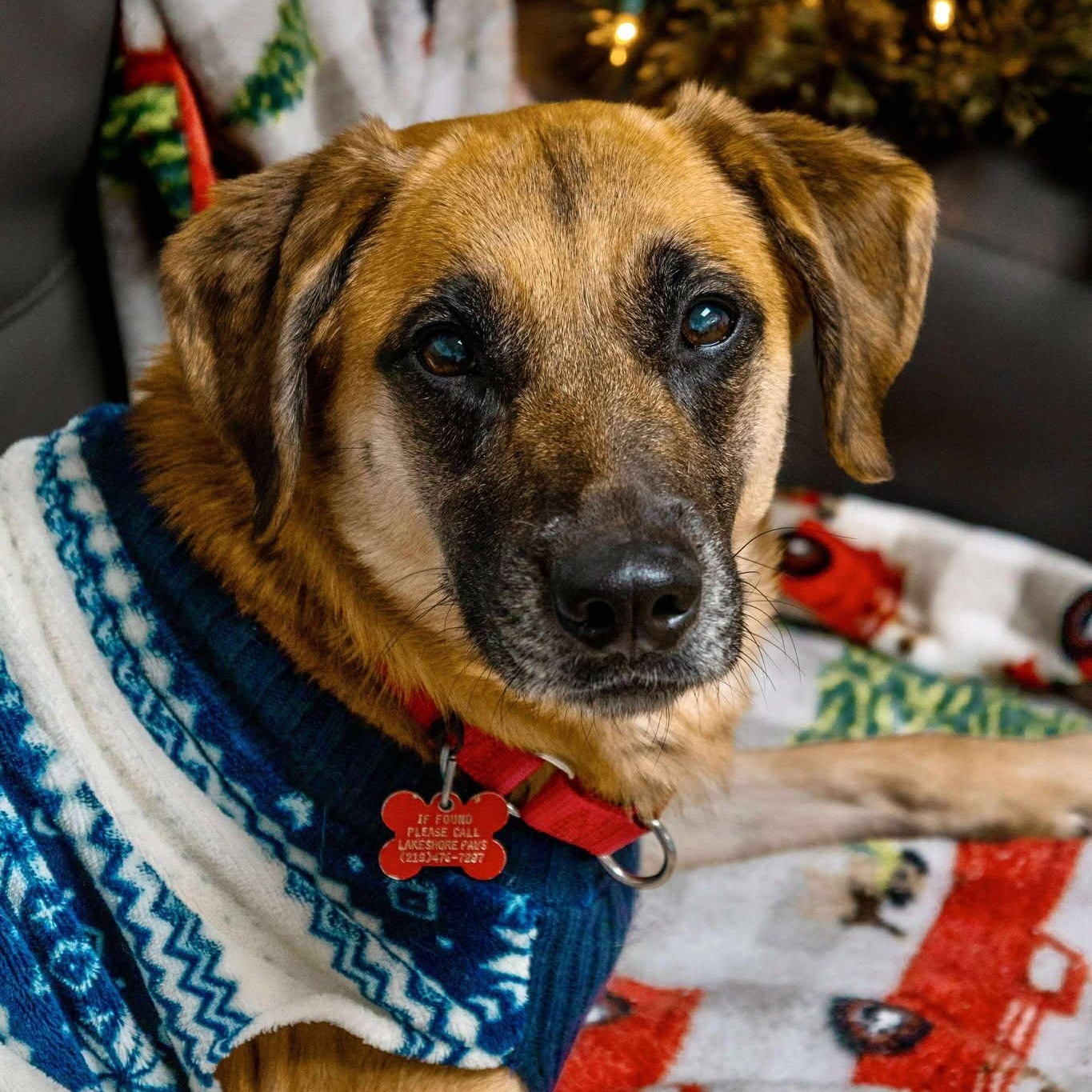 Xena, ADOPTABLE, Adult Female Shepherd & Labrador Retriever.
