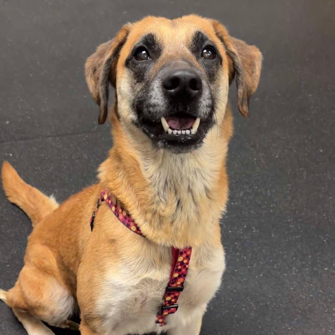 Enlarge Xena, a ADOPTABLE mixed breed in Valparaiso, IN image 1/2