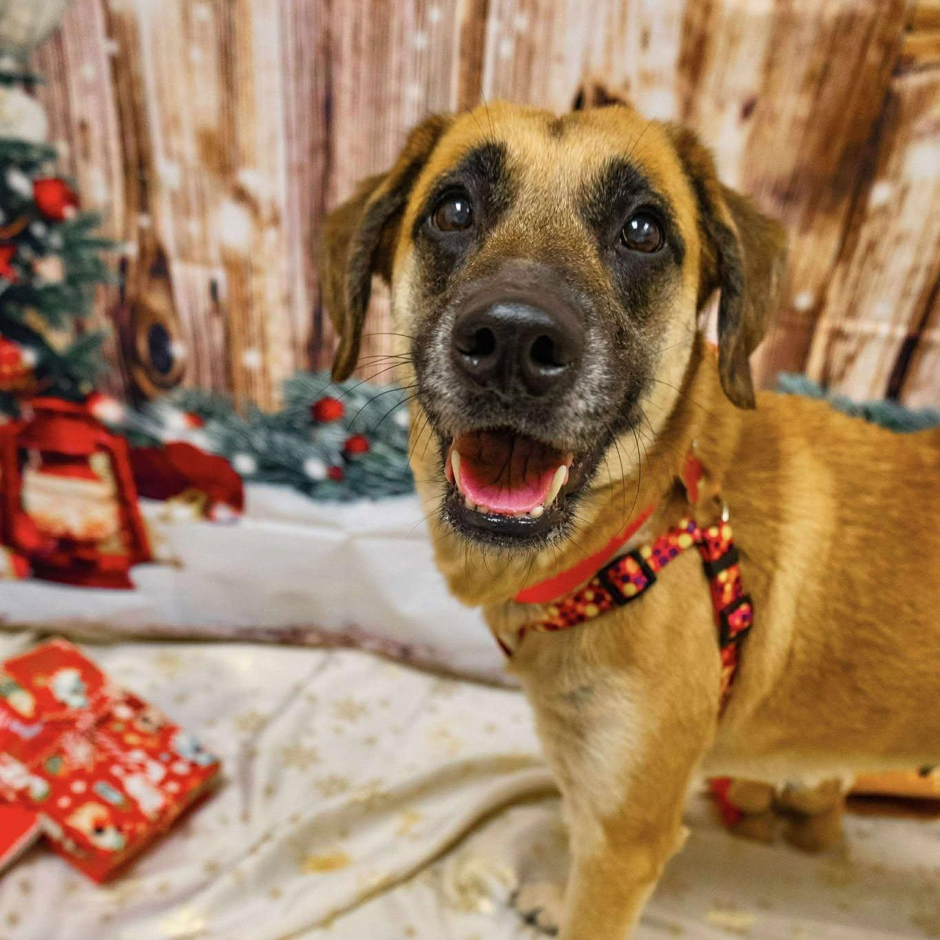 Enlarge Xena, a ADOPTABLE mixed breed in Valparaiso, IN image 2/2