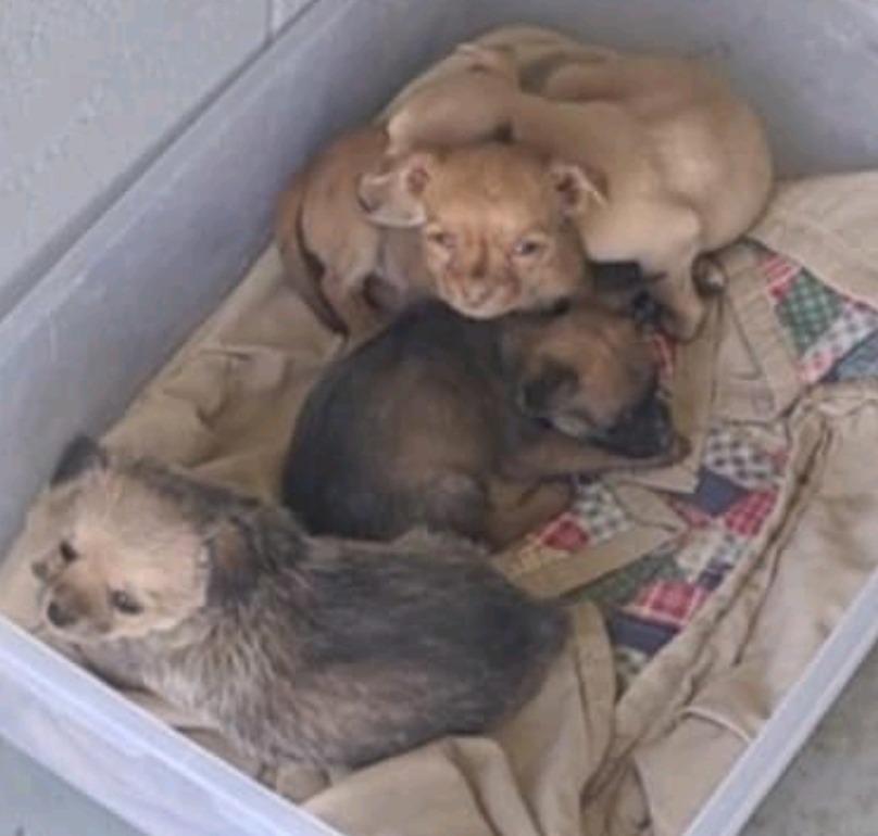 Charley Mcfarley, Adopted, Young Male Mixed Breed.