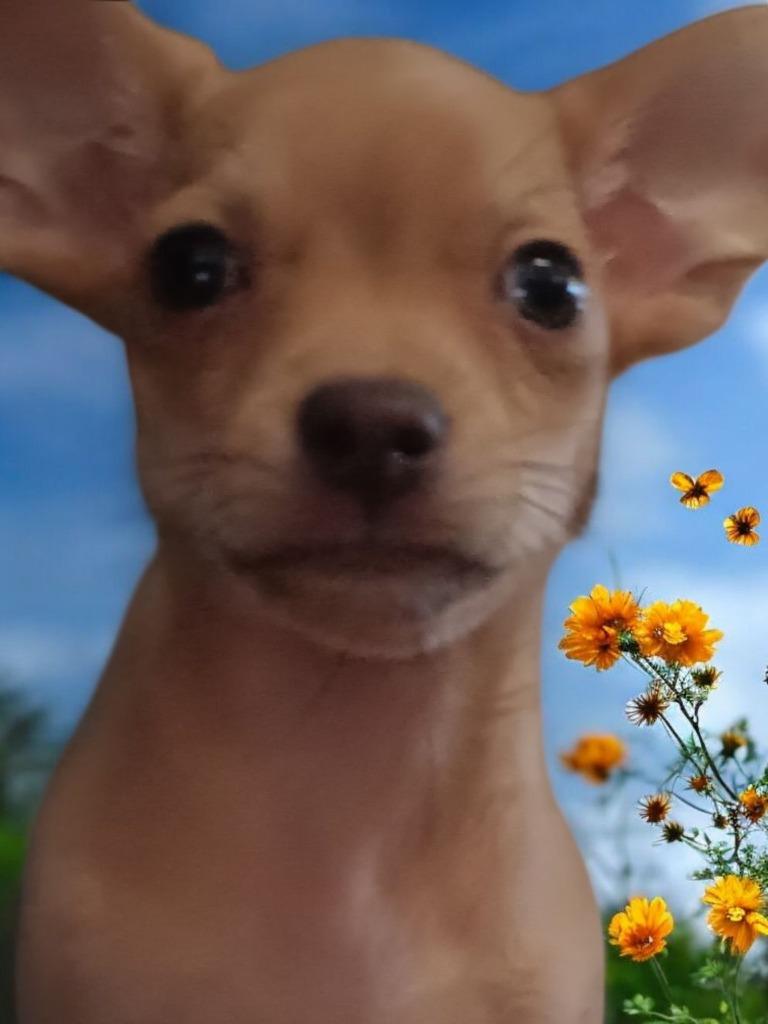 Enlarge Charley Mcfarley, a Adopted mixed breed in Fort Stockton, TX image 2/2