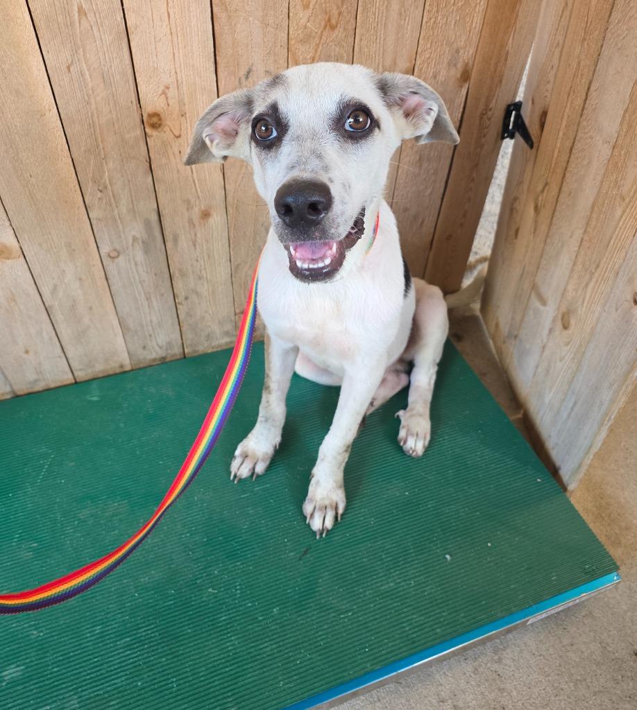 Enlarge Marco, a Adoptable Labrador Retriever in Missouri City, TX image 1/1