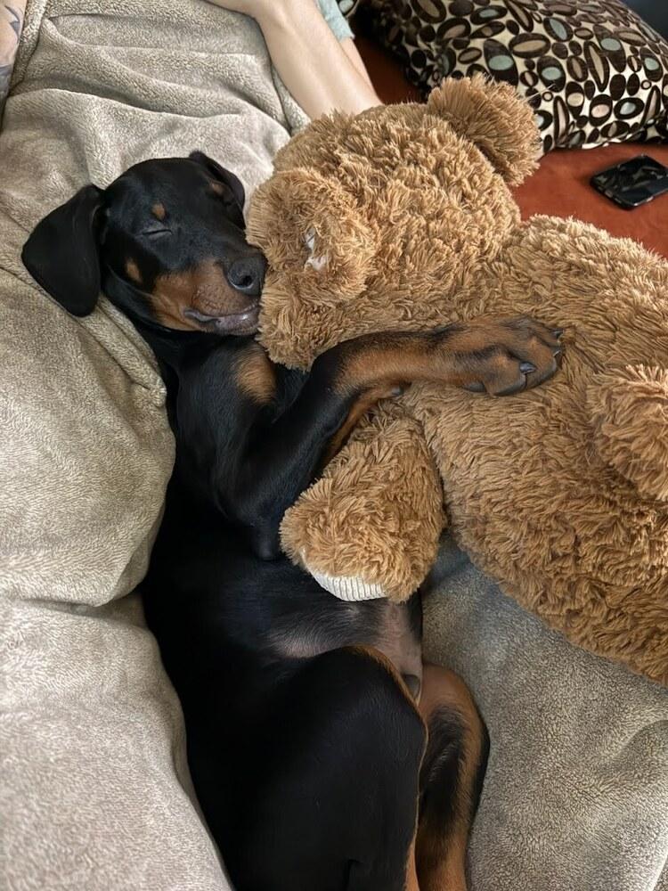 Shultz, a Adopted Doberman Pinscher in Oakland, MI image 2/6