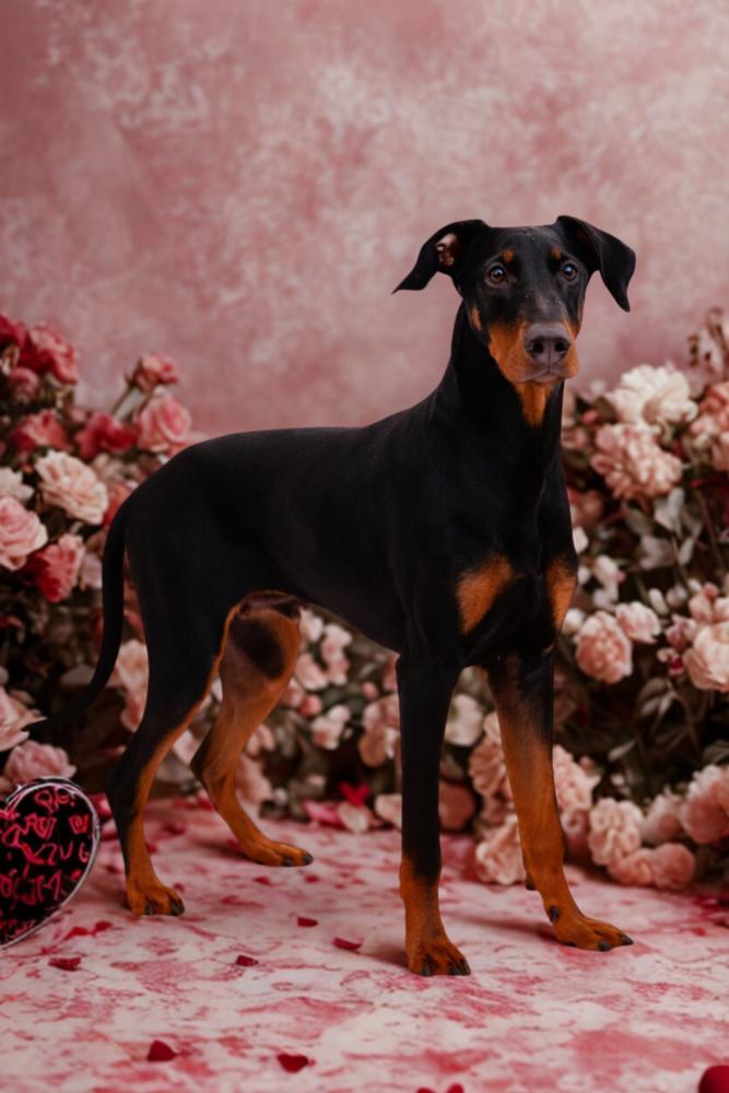 Shultz, a Adopted Doberman Pinscher in Oakland, MI image 3/6