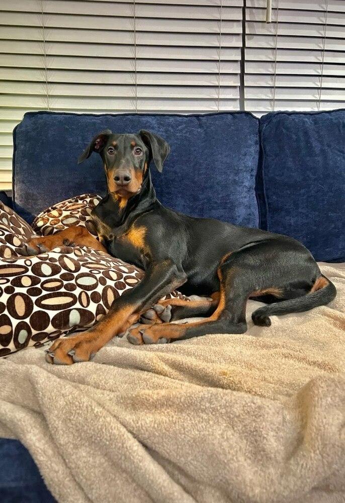 Shultz, a Adopted Doberman Pinscher in Oakland, MI image 4/6