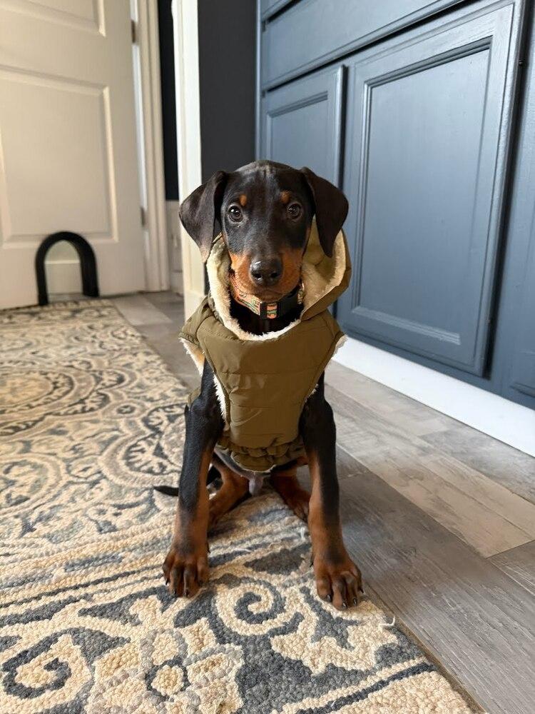 Shultz, a Adopted Doberman Pinscher in Oakland, MI image 5/6