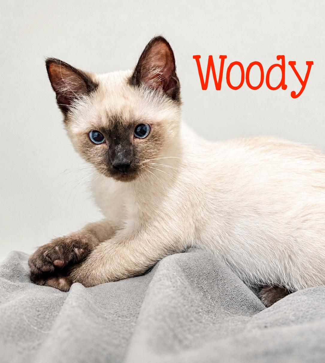 Woody...there's a new sheriff in town—and he's stealing hearts, adopted, Kitten Male Domestic Short Hair & Siamese.