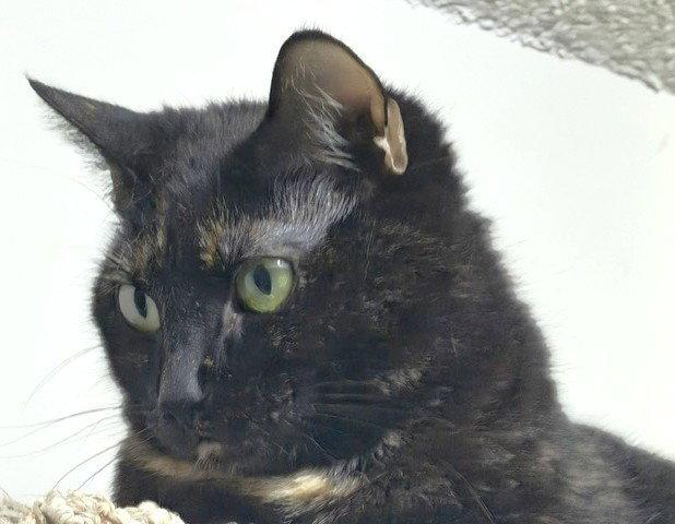 Enlarge Jade, a Adopted Domestic Short Hair in Shawnee, KS image 1/3