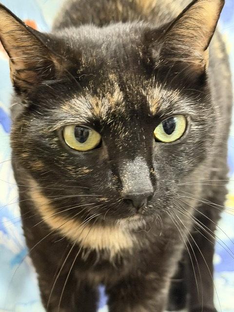 Enlarge Jade, a Adopted Domestic Short Hair in Shawnee, KS image 2/3