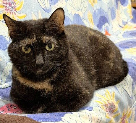 Enlarge Jade, a Adopted Domestic Short Hair in Shawnee, KS image 3/3