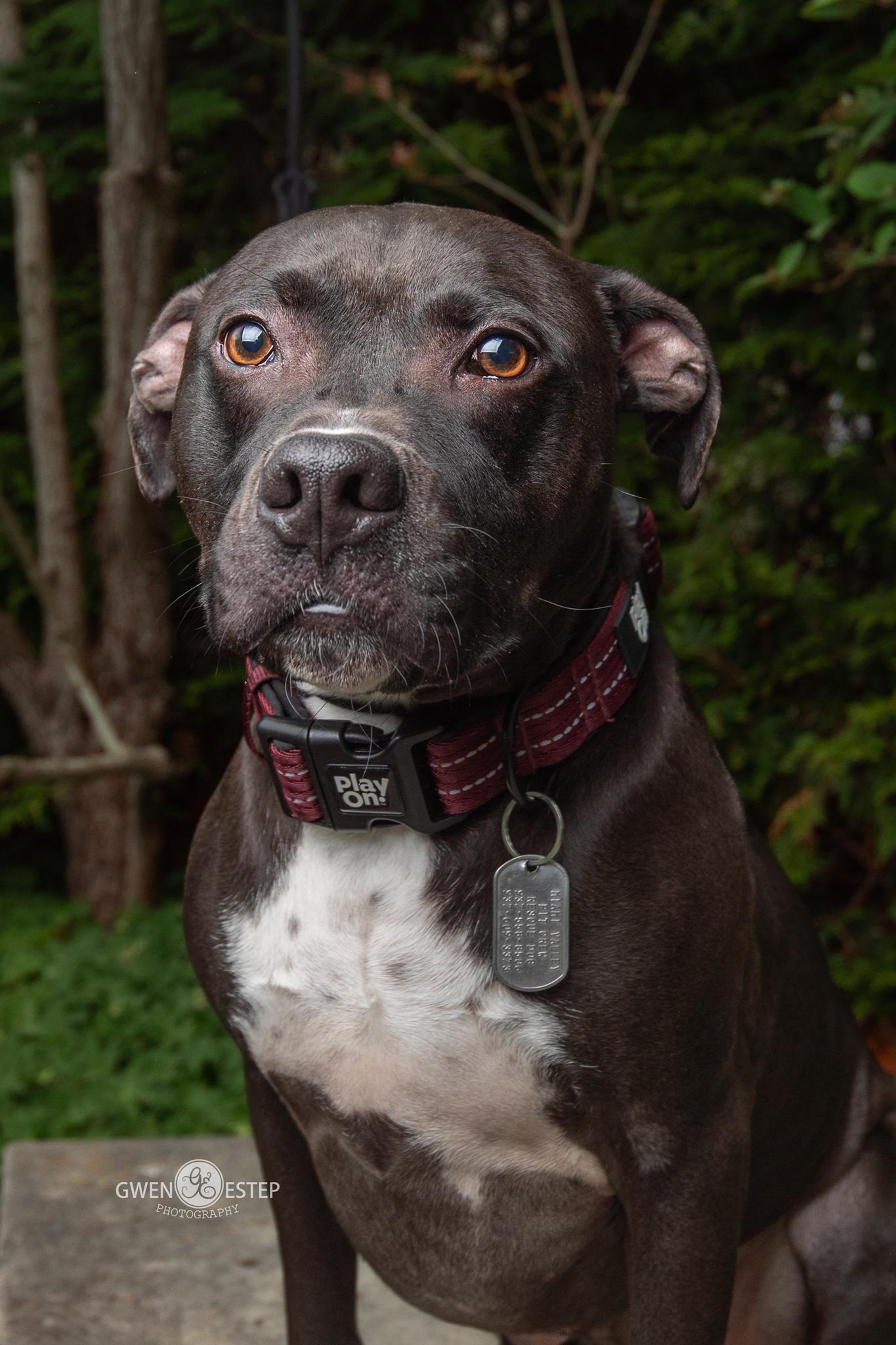 Wrangler, a Adoptable mixed breed in Dayton, OH image 2/6