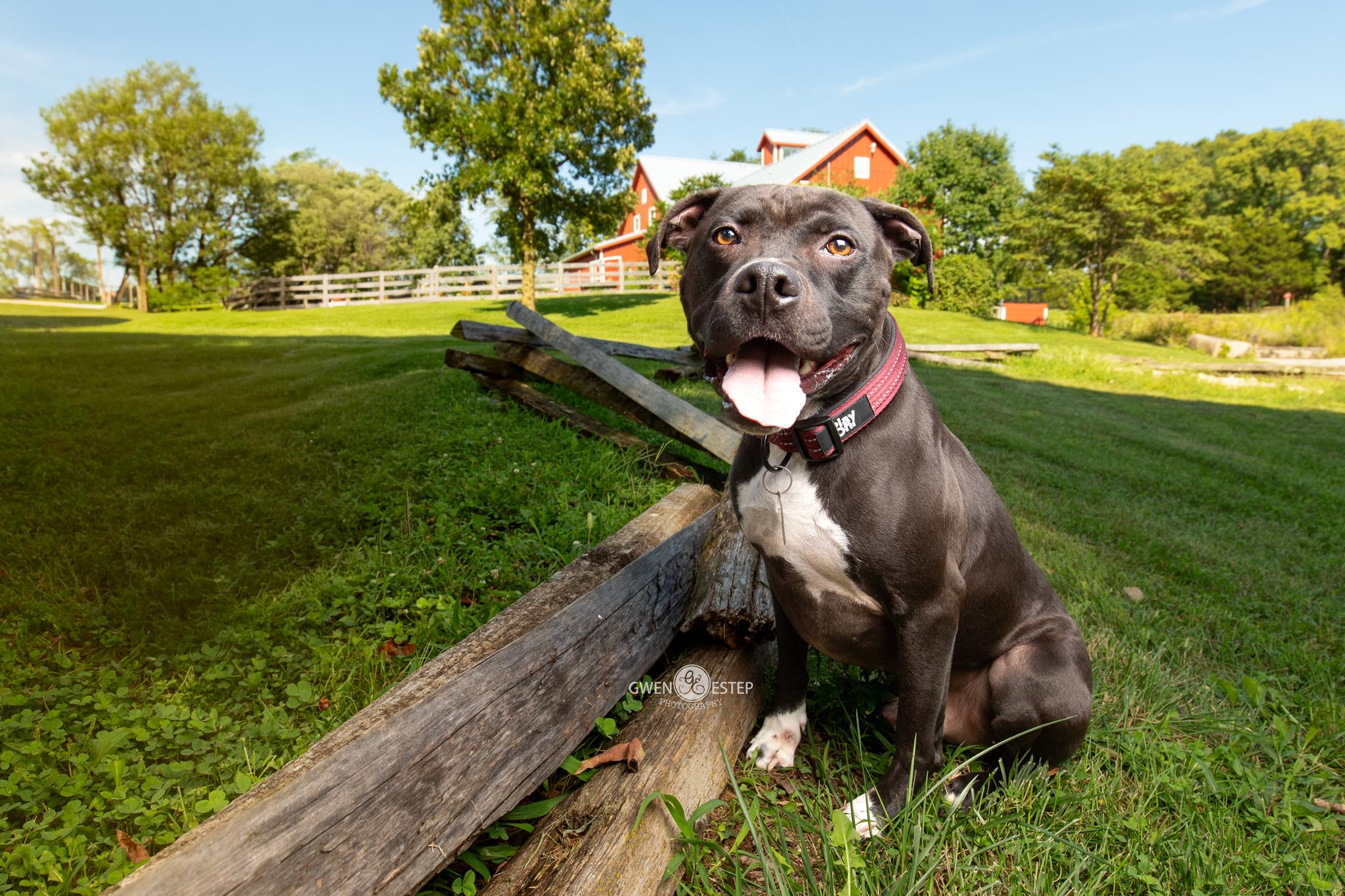 Wrangler, a Adoptable mixed breed in Dayton, OH image 2/6