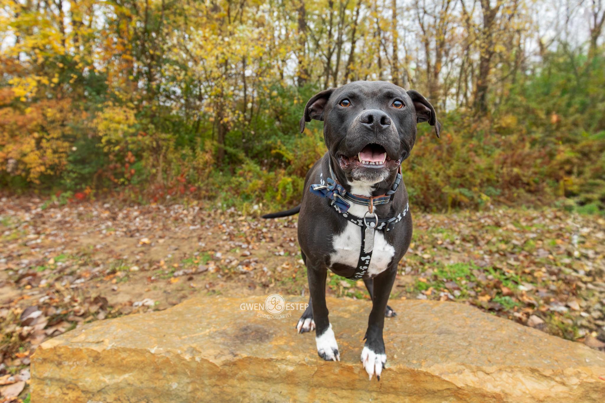 Enlarge Wrangler, a Adoptable mixed breed in Dayton, OH image 4/6