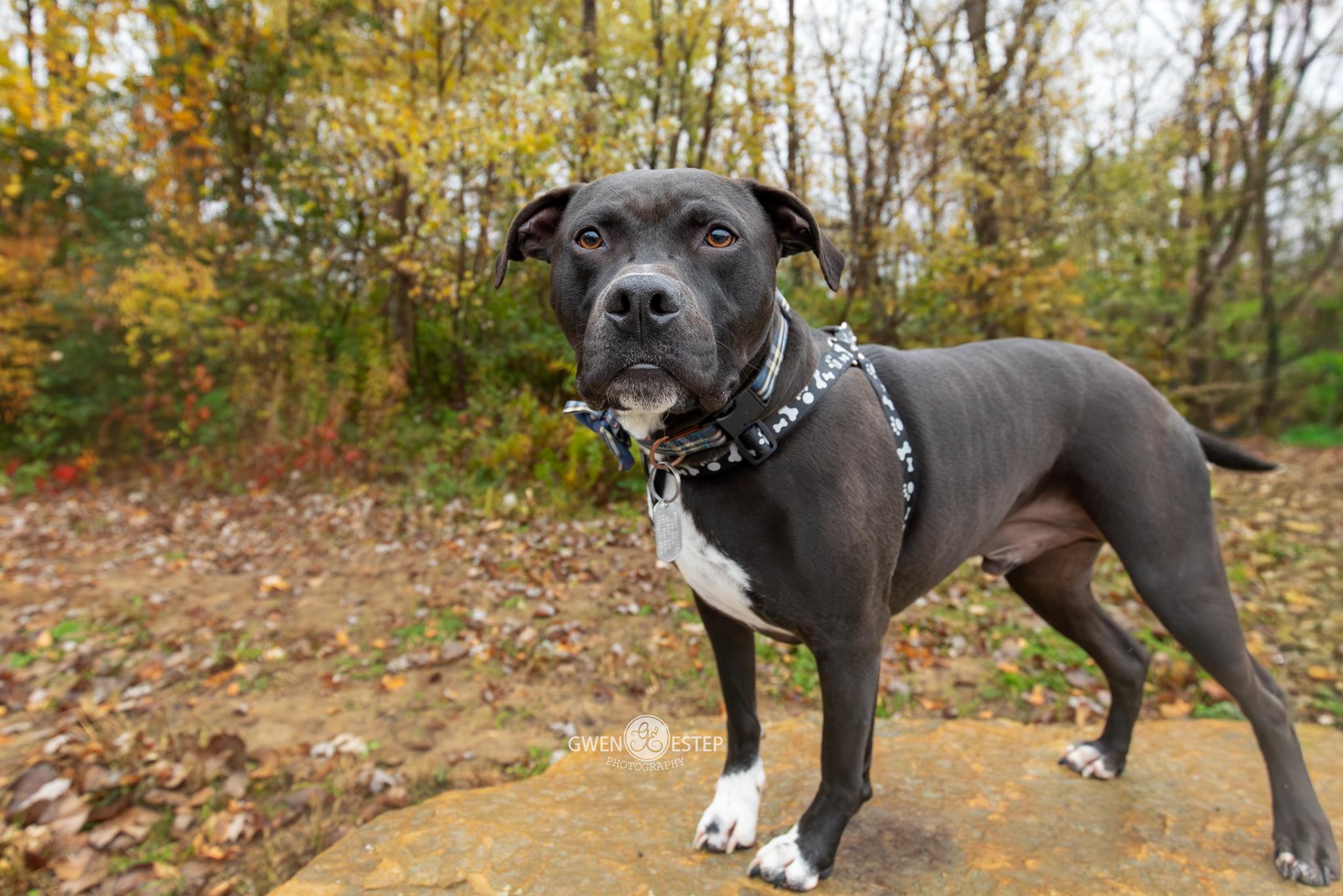 Enlarge Wrangler, a Adoptable mixed breed in Dayton, OH image 2/6