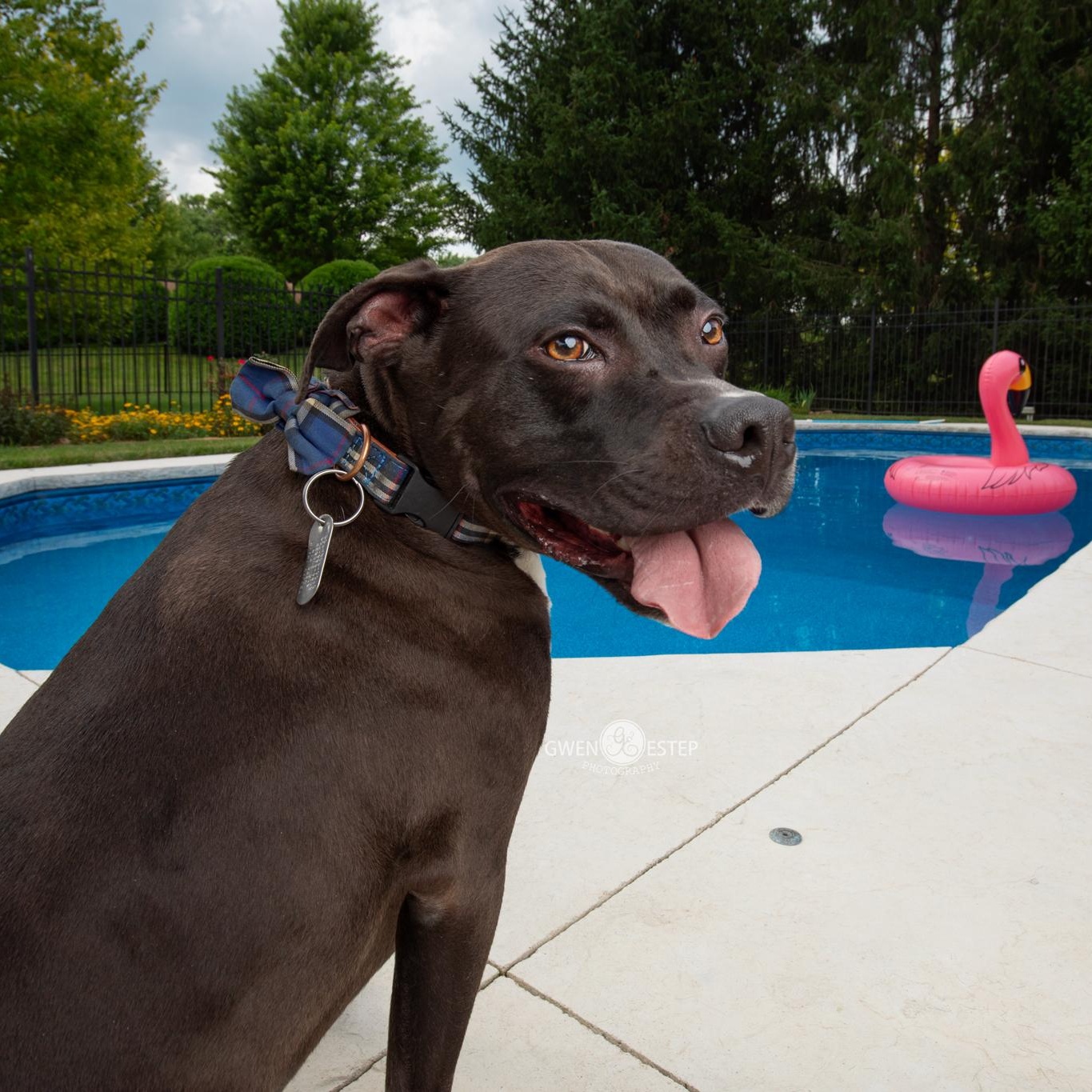 Enlarge Wrangler, a Adoptable mixed breed in Dayton, OH image 5/6