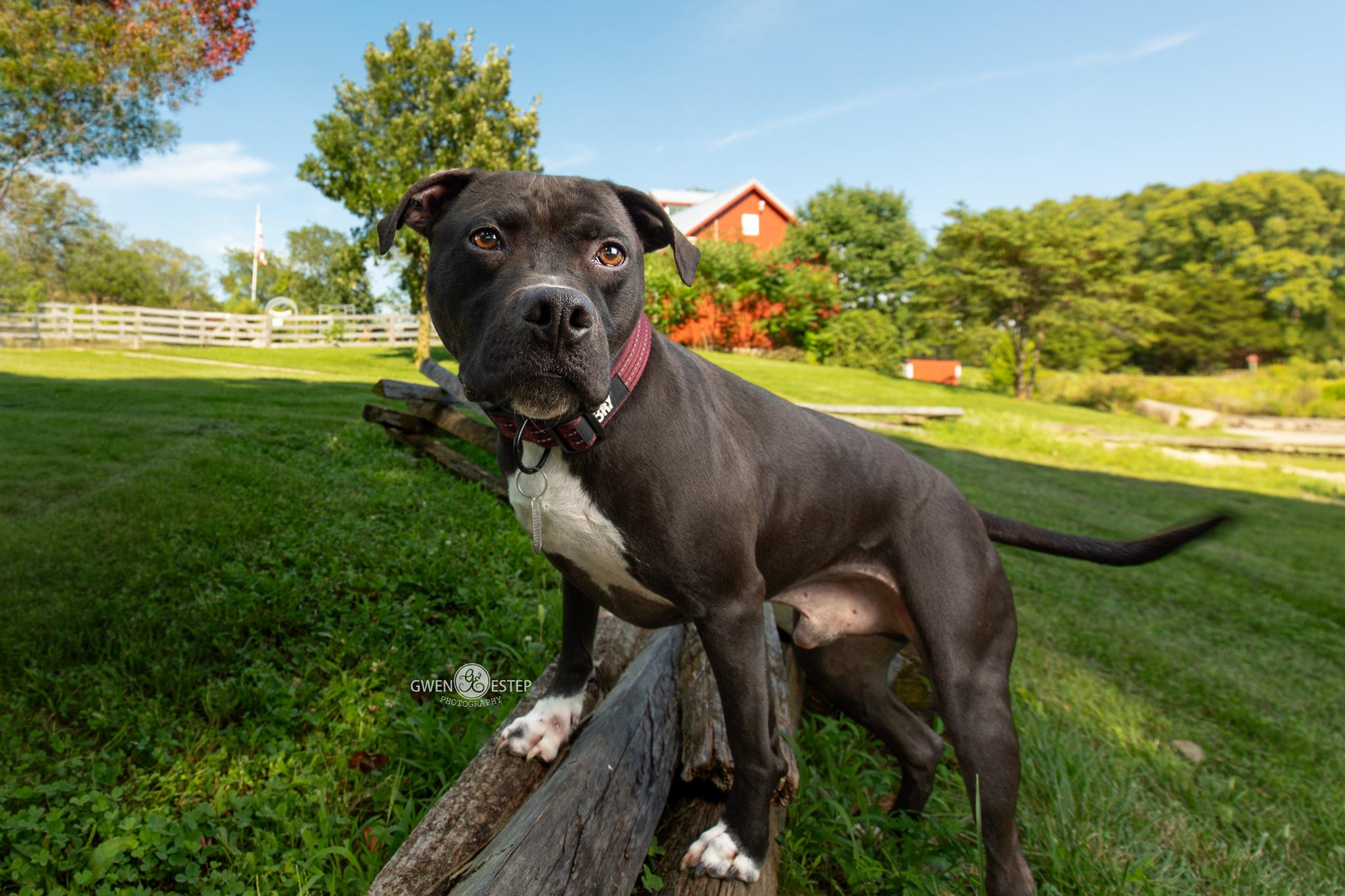 Wrangler, Adoptable, Adult Male American Staffordshire Terrier & Pit Bull Terrier.