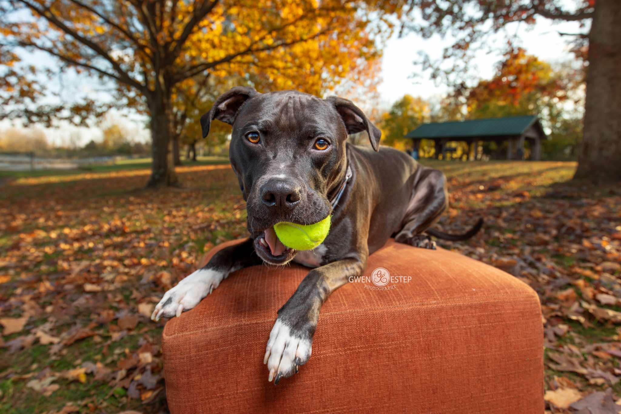 Enlarge Wrangler, a Adoptable mixed breed in Dayton, OH image 6/6