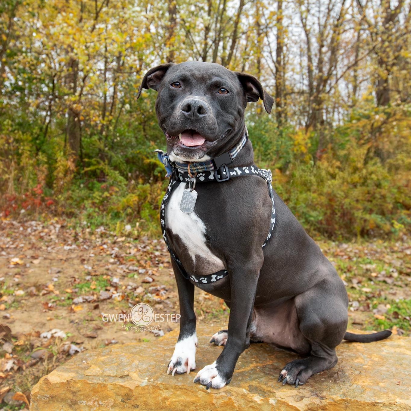 Wrangler, Adoptable, Adult Male American Staffordshire Terrier & Pit Bull Terrier.