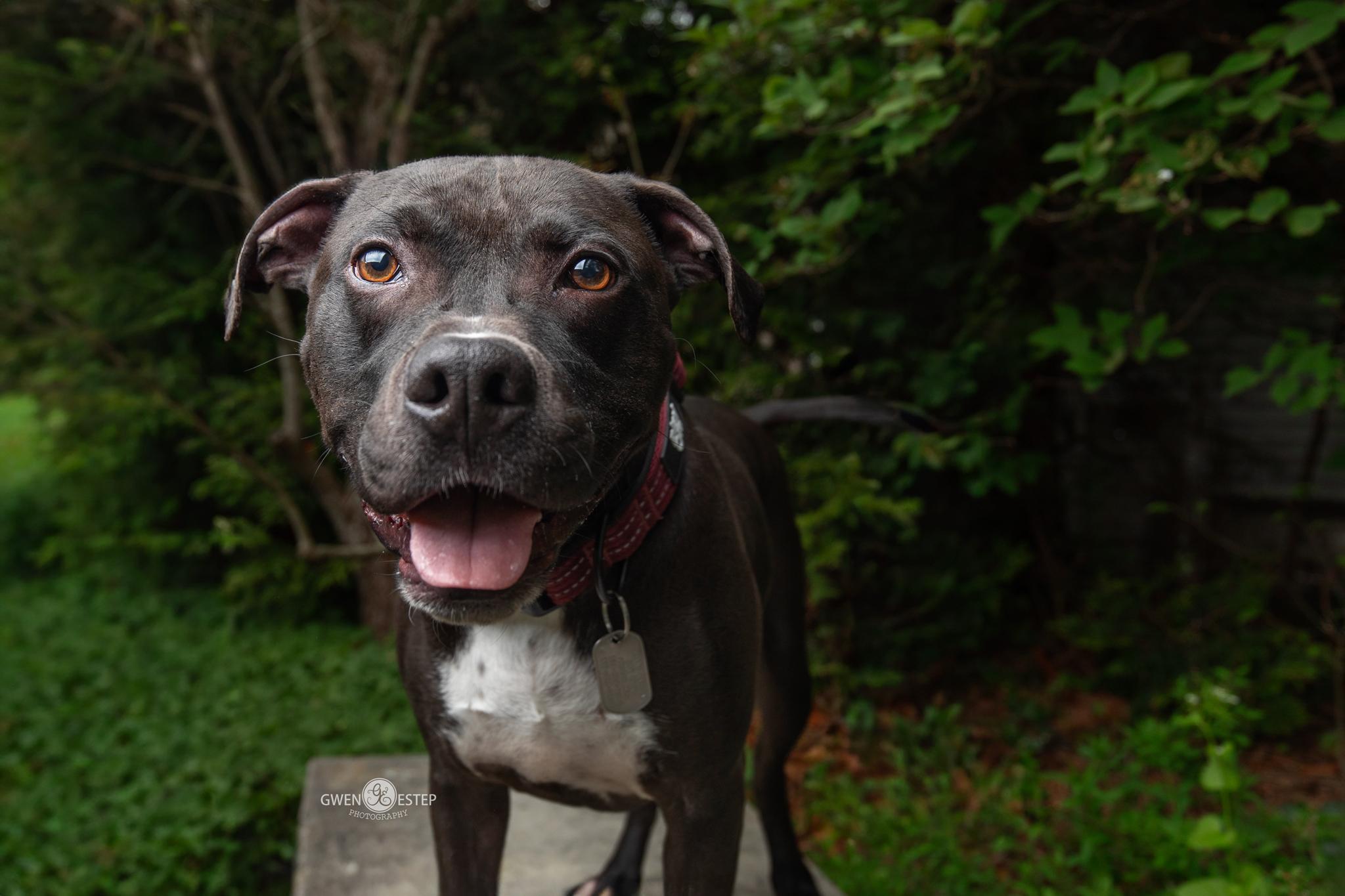 Wrangler, Adoptable, Adult Male American Staffordshire Terrier & Pit Bull Terrier.