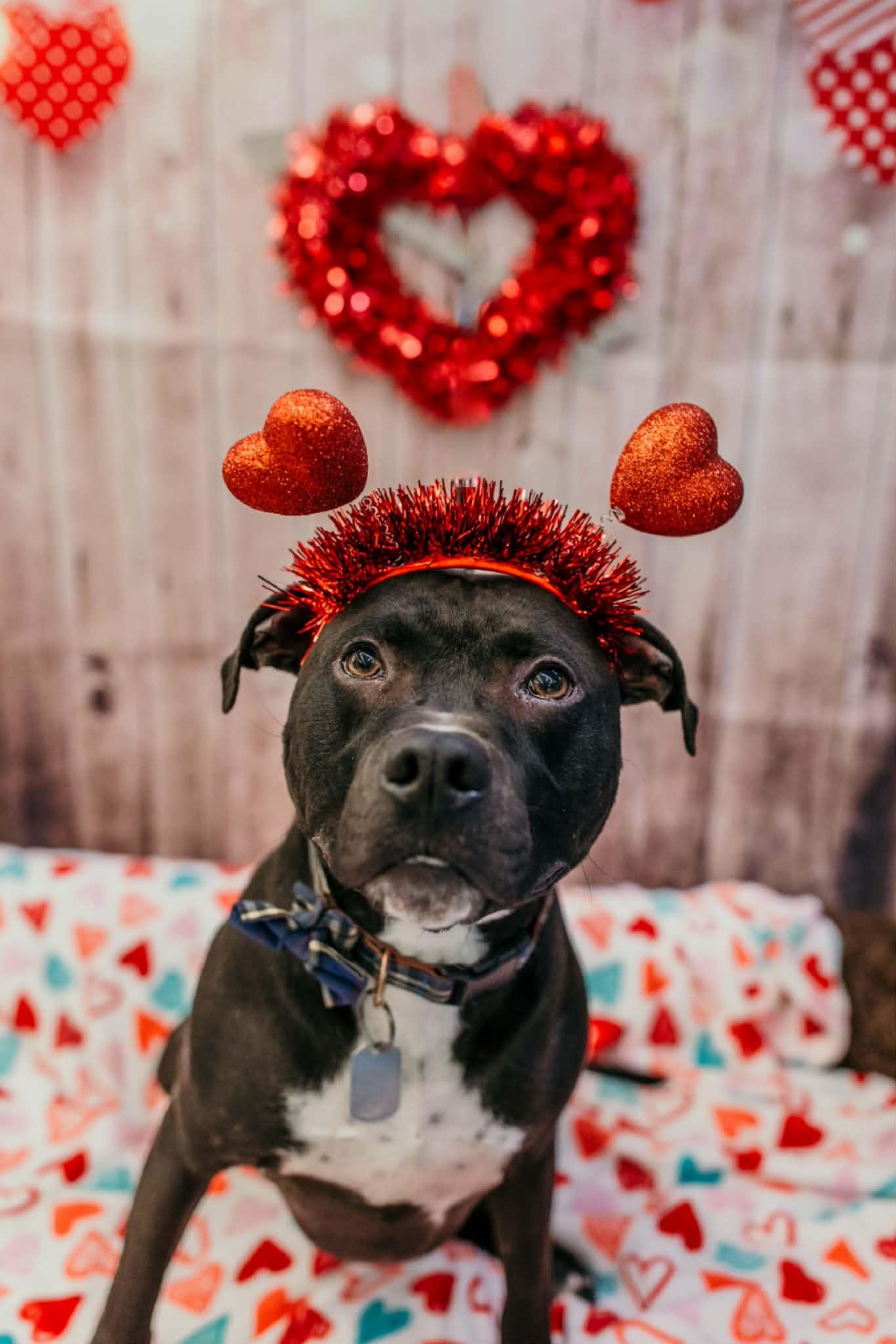 Enlarge Wrangler, a Adoptable mixed breed in Dayton, OH image 1/6