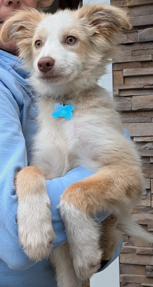 Enlarge Wesley, a Adopted Australian Shepherd in Minneapolis, MN image 3/5
