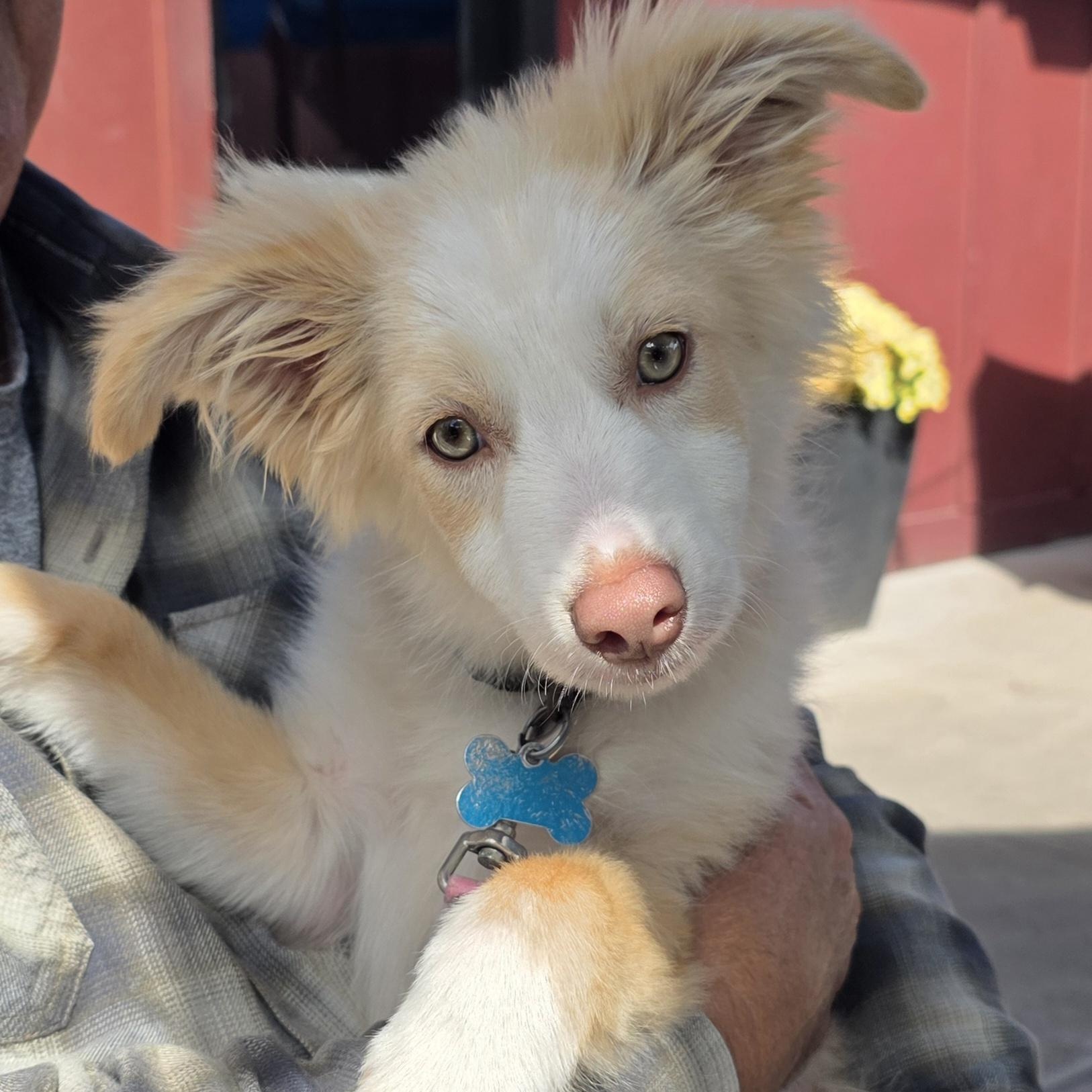 Wesley, Adopted, Puppy Male Australian Shepherd.