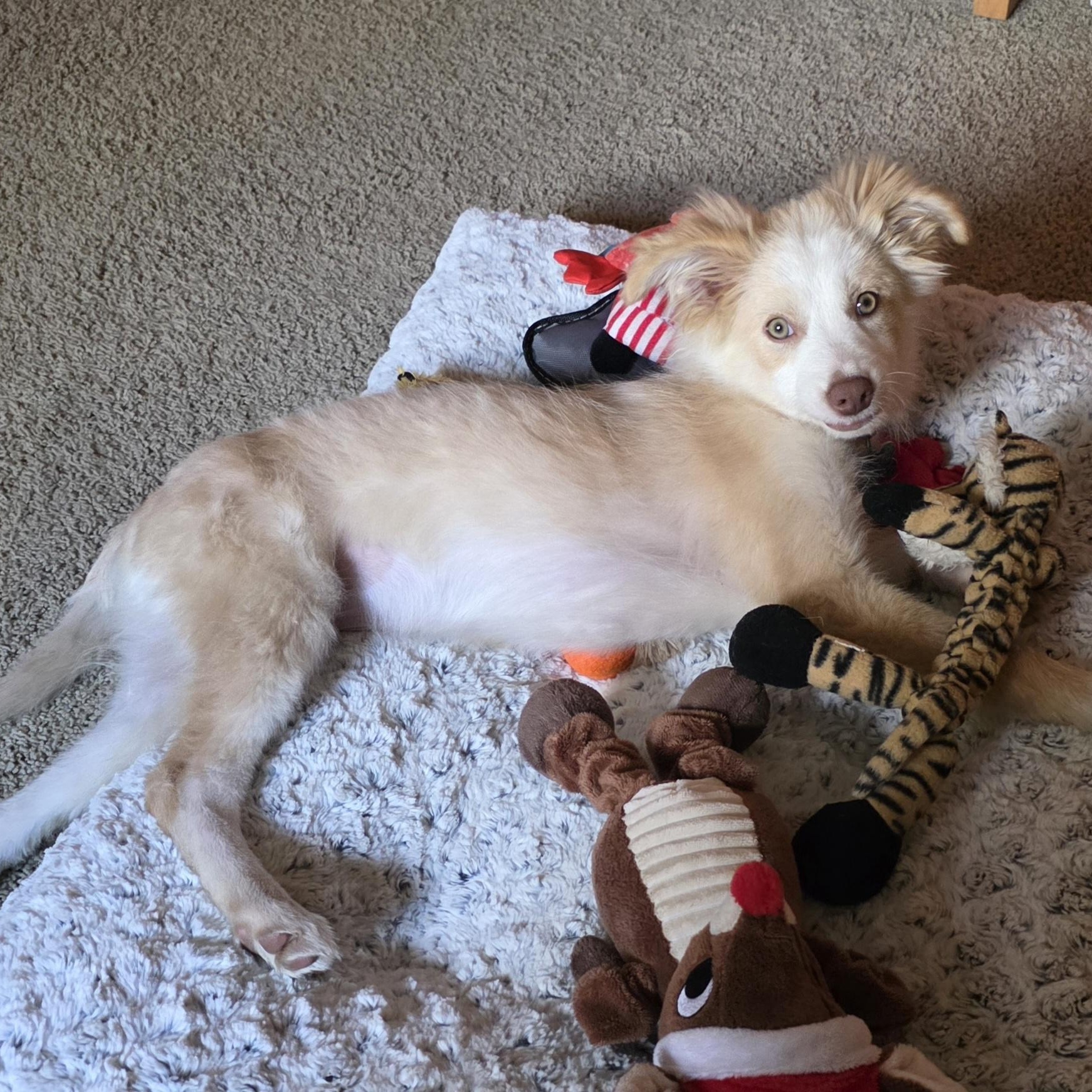 Enlarge Wesley, a Adopted Australian Shepherd in Minneapolis, MN image 2/5
