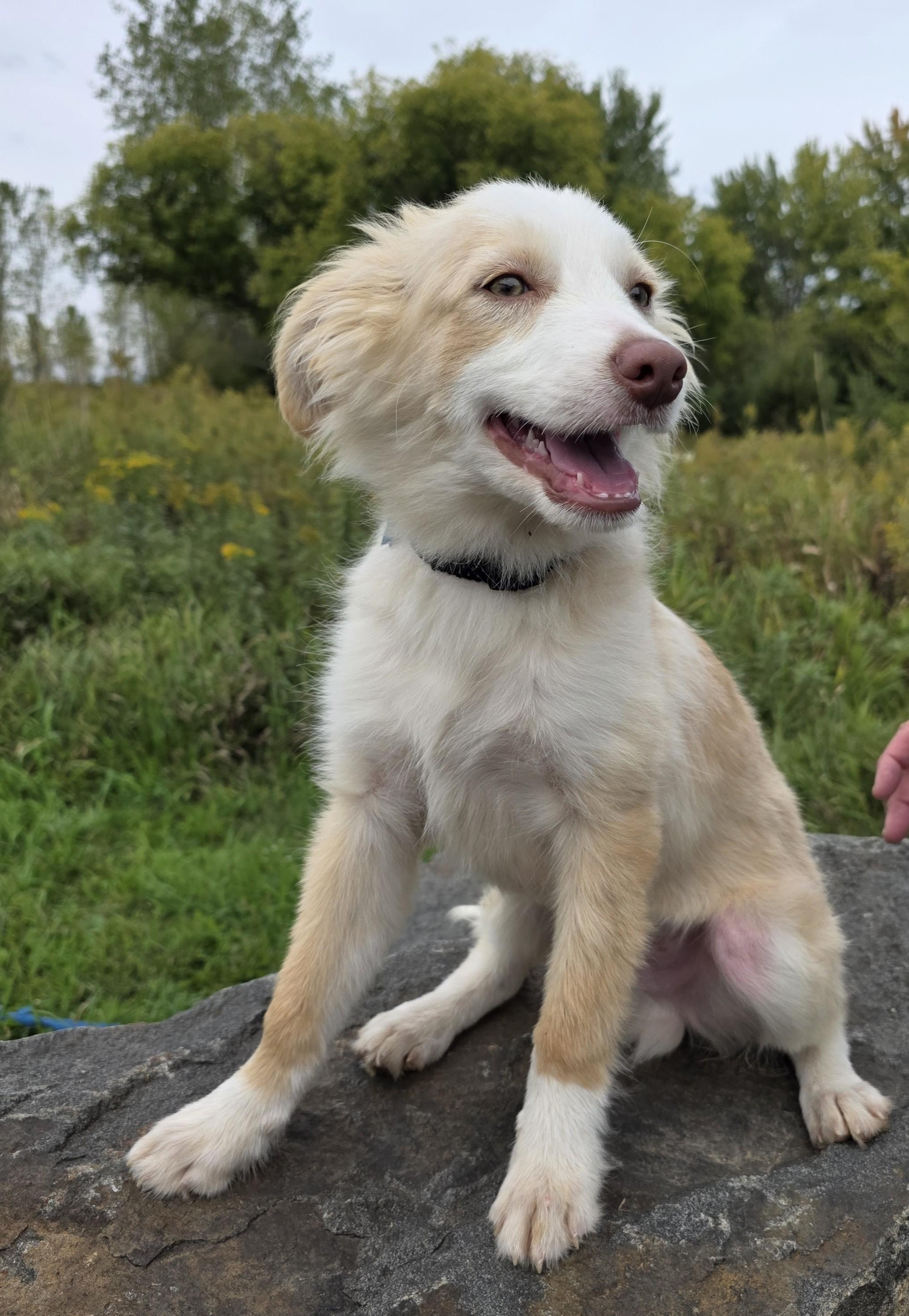 Enlarge Wesley, a Adopted Australian Shepherd in Minneapolis, MN image 5/5