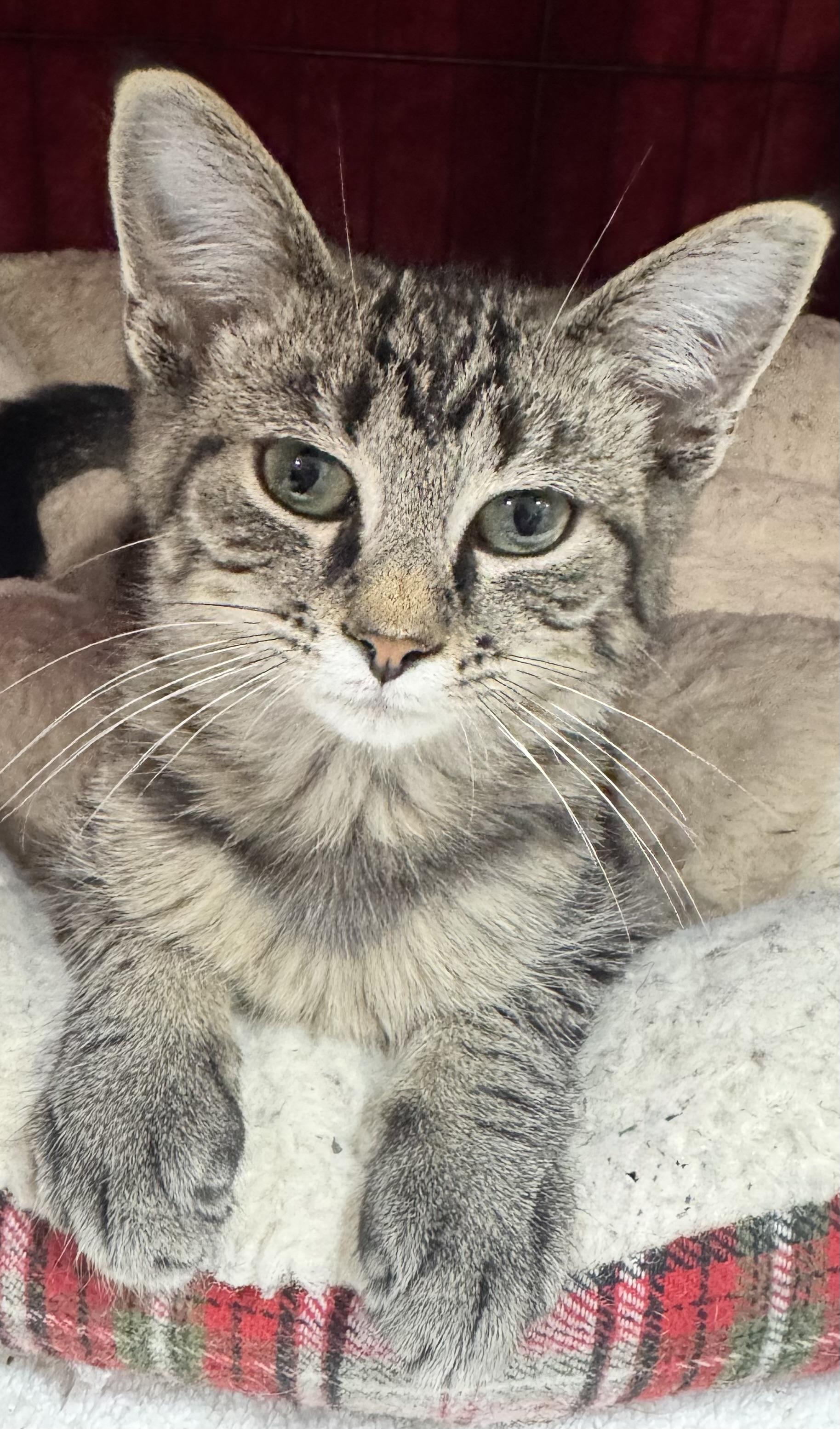 Enlarge Buddy James, a Adopted Domestic Short Hair in Hartville, OH image 2/4