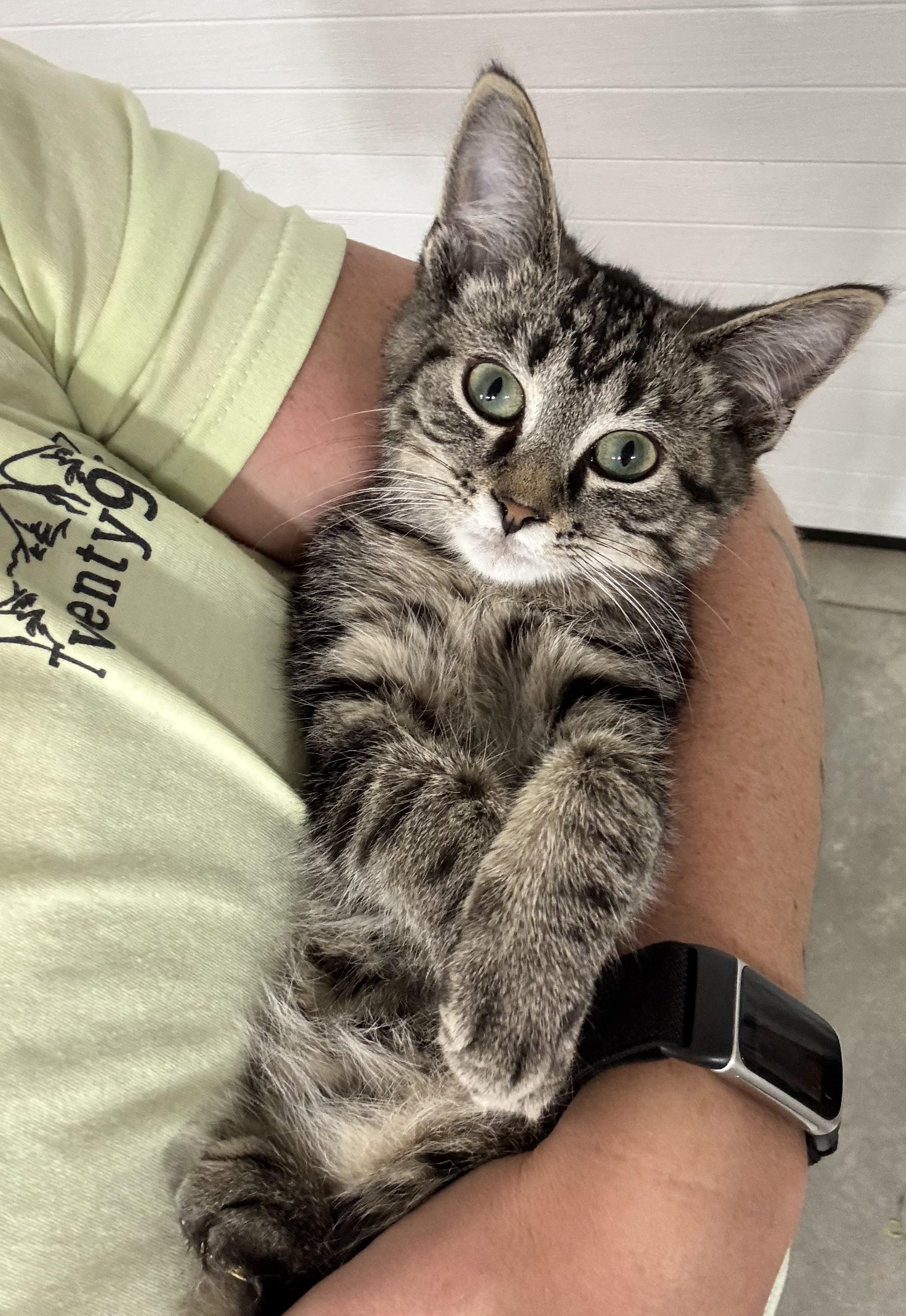 Enlarge Buddy James, a Adopted Domestic Short Hair in Hartville, OH image 1/4