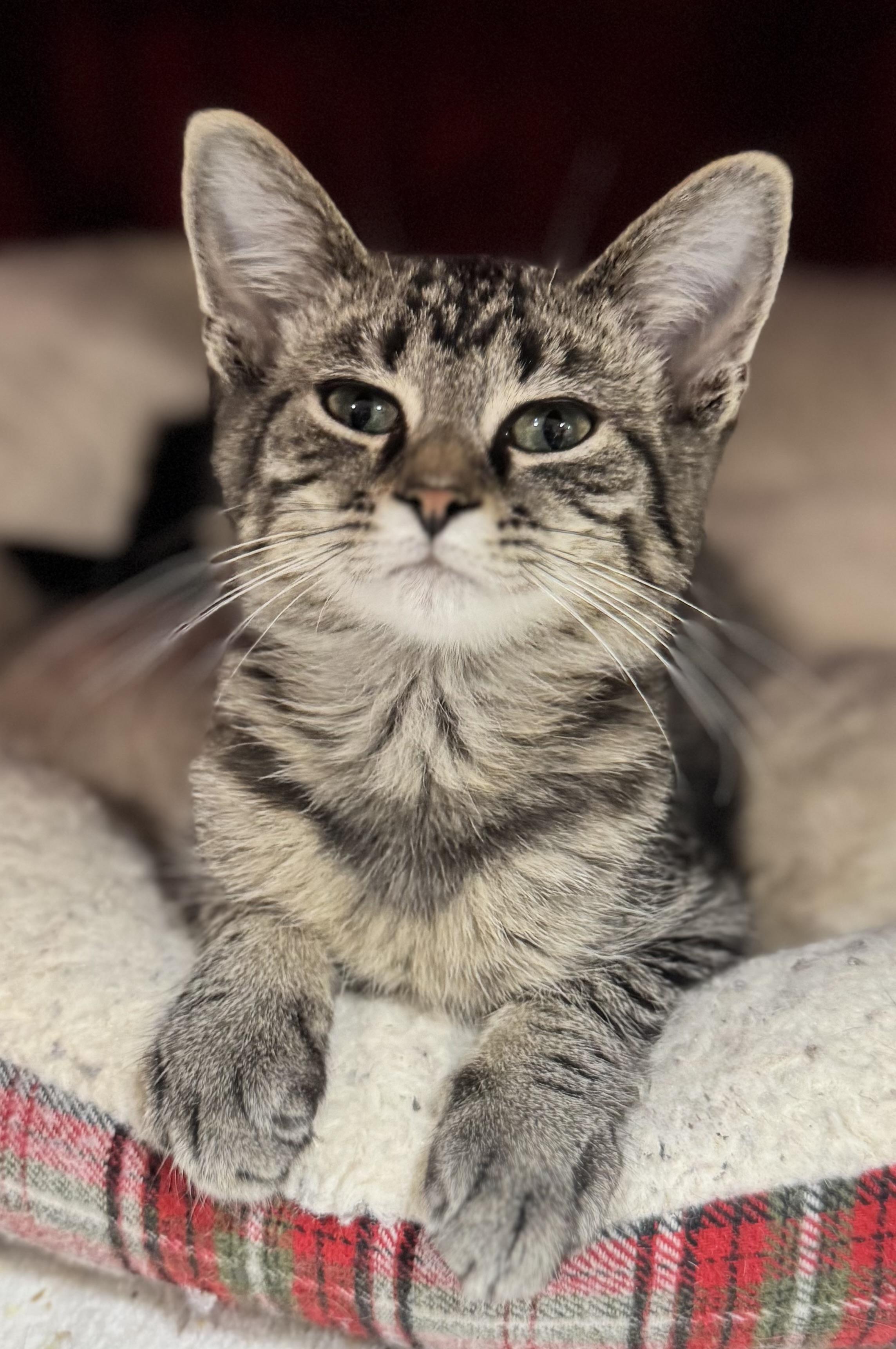 Enlarge Buddy James, a Adopted Domestic Short Hair in Hartville, OH image 3/4