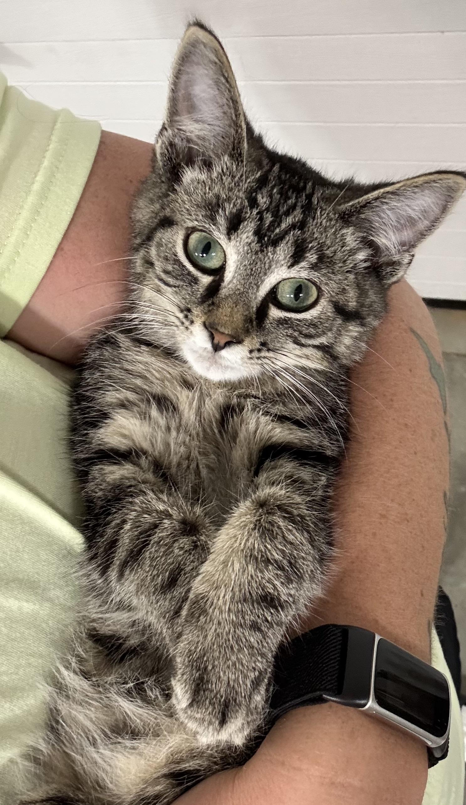 Enlarge Buddy James, a Adopted Domestic Short Hair in Hartville, OH image 4/4