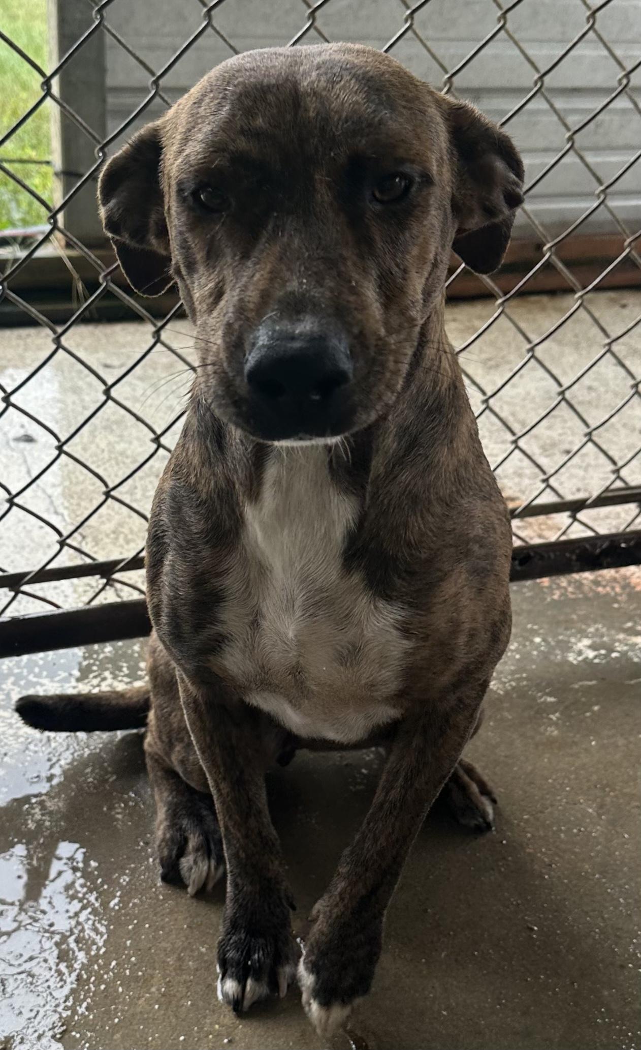 Enlarge Hunny, a Adoptable Mixed Breed in Bruce, MS image 1/1