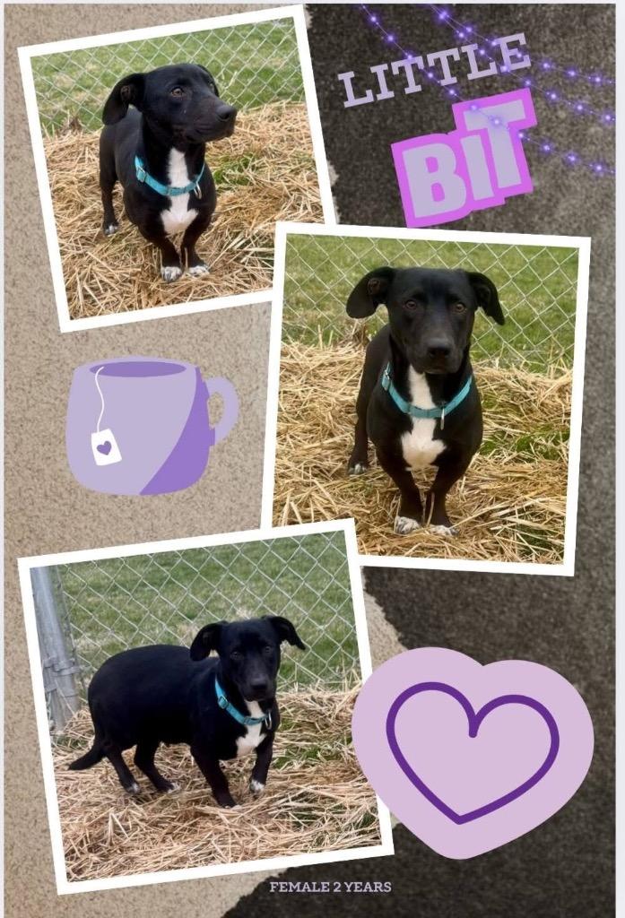 Enlarge Little Bit, a Adoptable mixed breed in Blountville, TN image 1/1