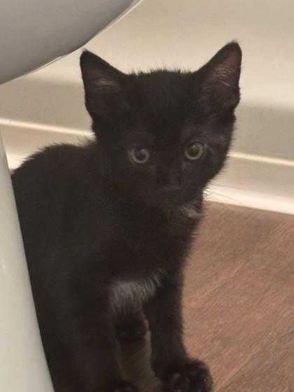 Raycon, Adoptable, Kitten Male Domestic Short Hair & Domestic Short Hair.
