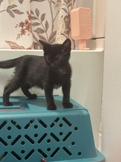 Enlarge Raycon, a Adoptable mixed breed in Pleasanton, CA image 2/3