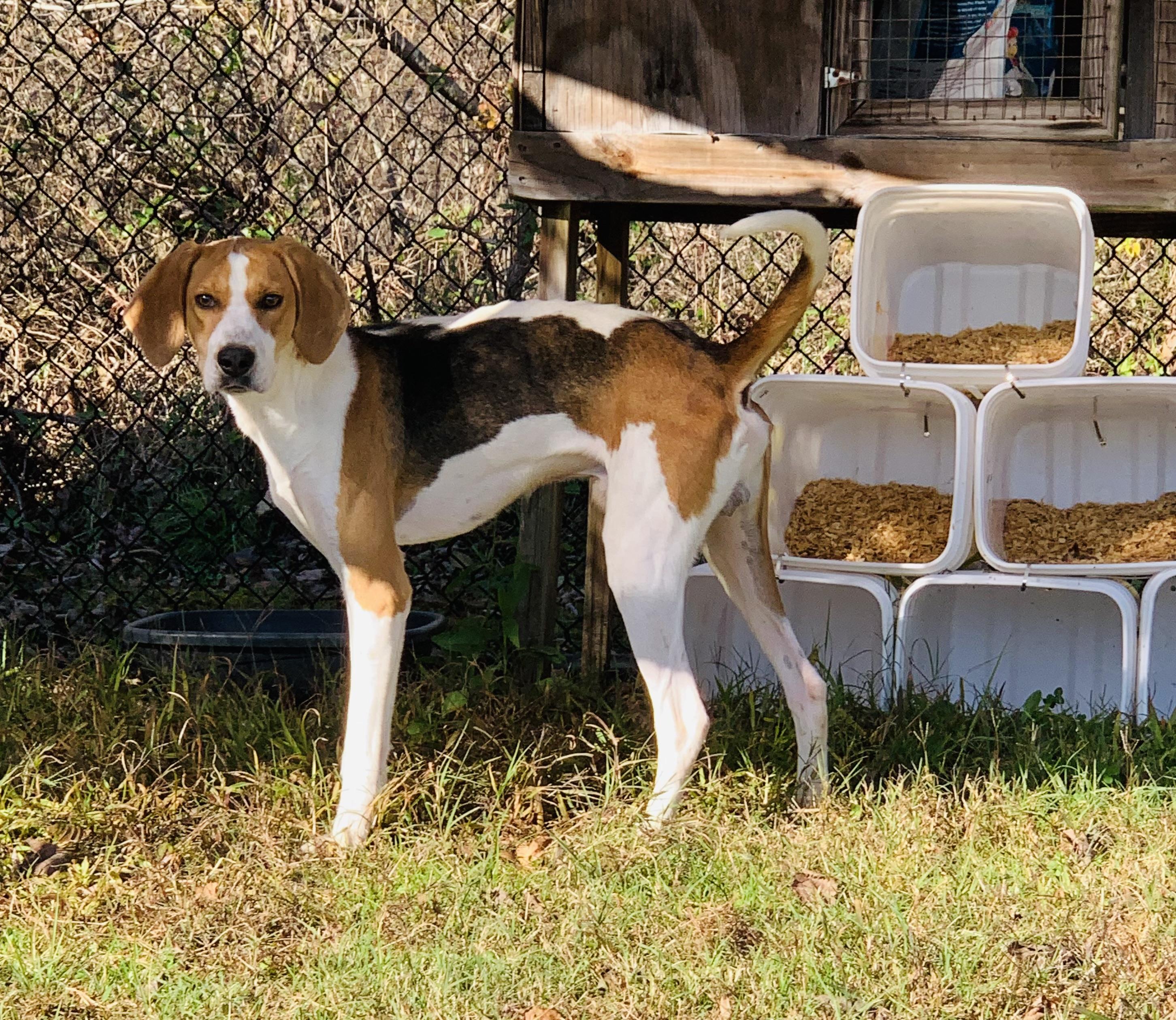 Zander, Adult Male Hound